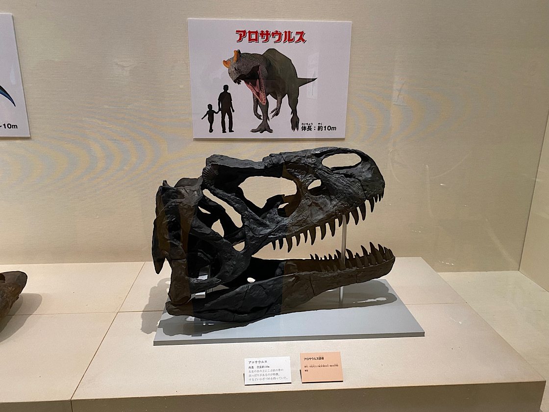 「アロサウルス頭骨のレプリカ」
