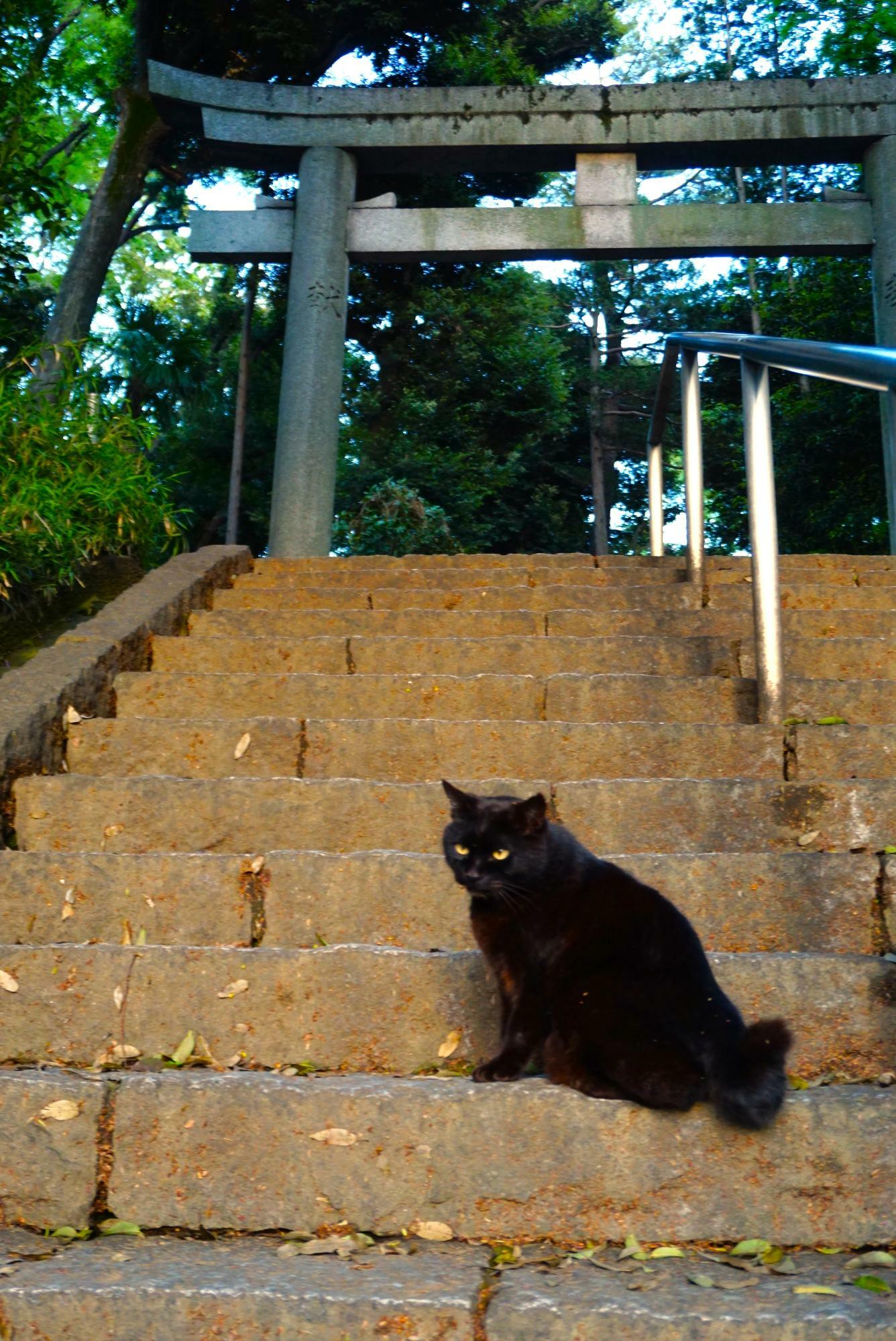 神社の階段にいきなり黒猫さん。昔うちにいた黒猫にちょっと似ていて、じーん…