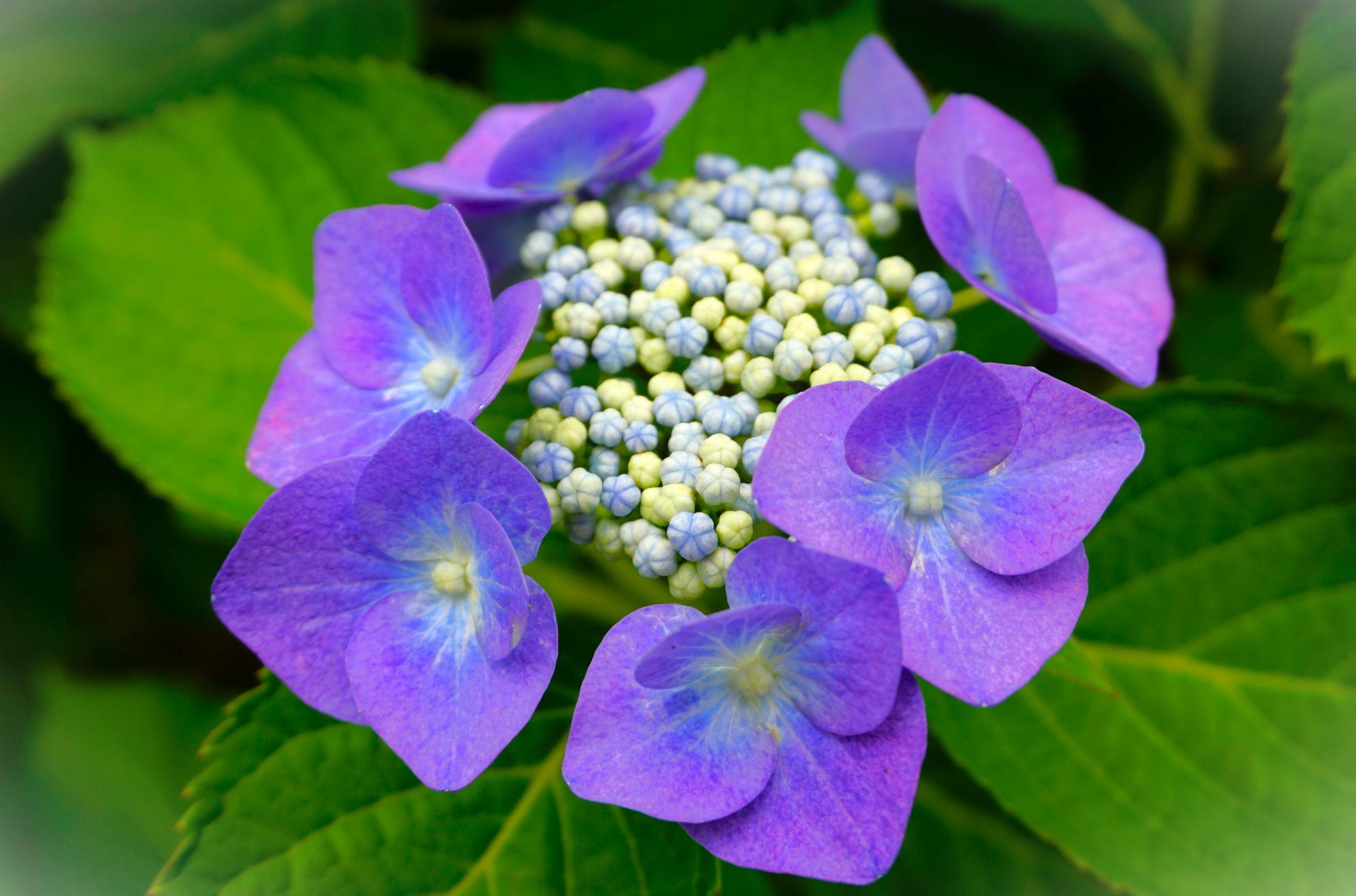 周囲の花に見えるのは実はガクで、ガクの中心にあるのが装飾花。そしてガクに囲まれている小さな蕾たちが本当の花