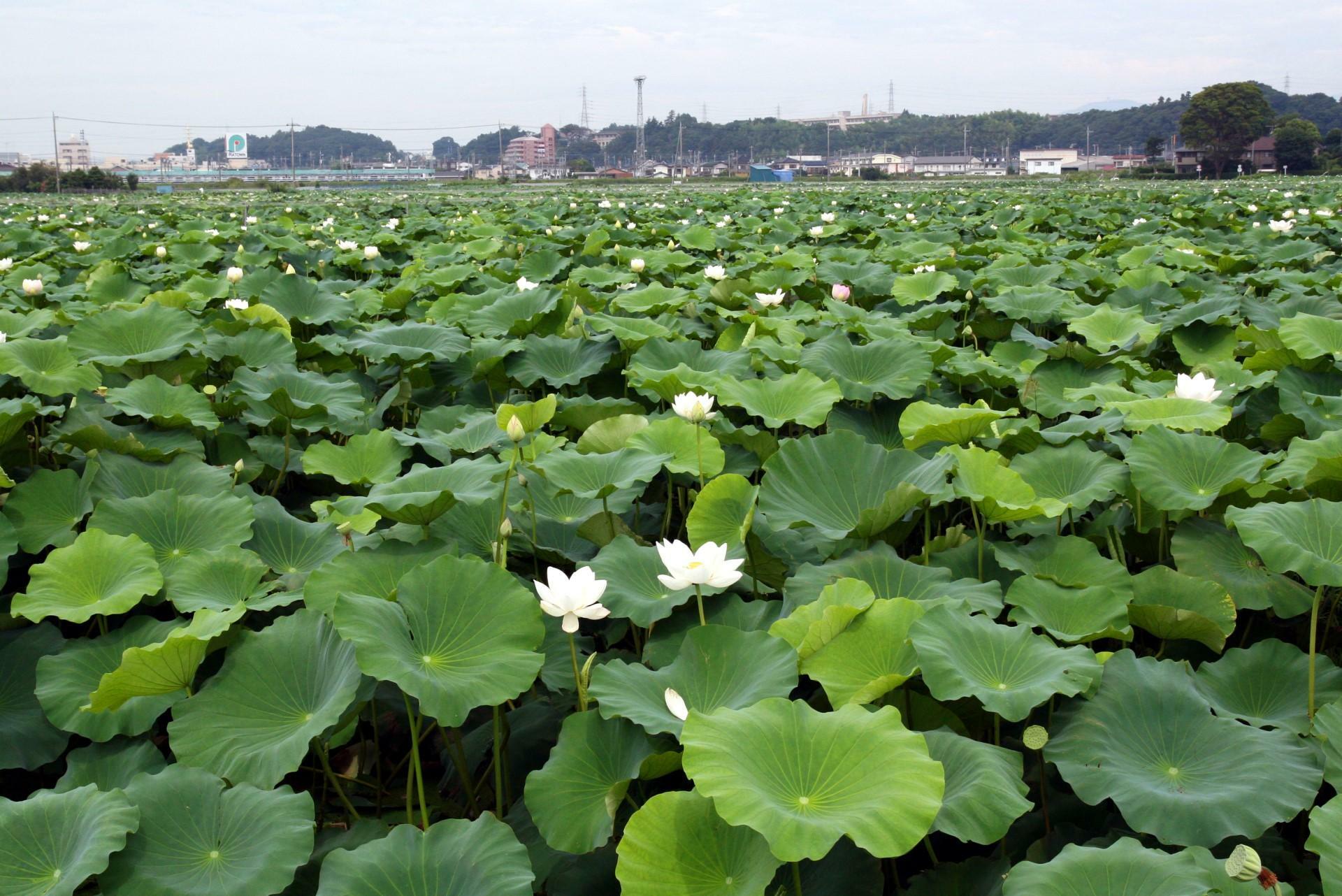 ※提供：土浦市観光協会