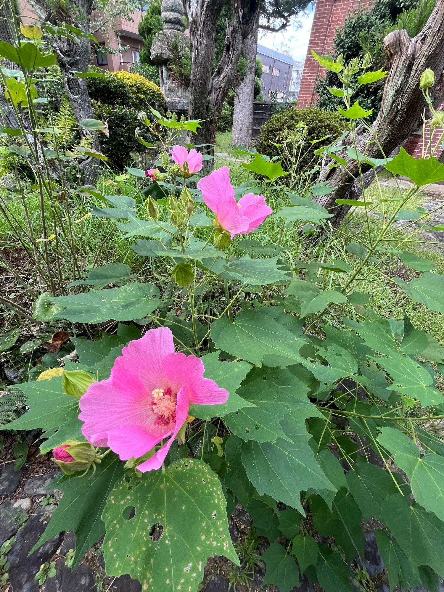 伺った際はお庭に芙蓉が咲いていました。