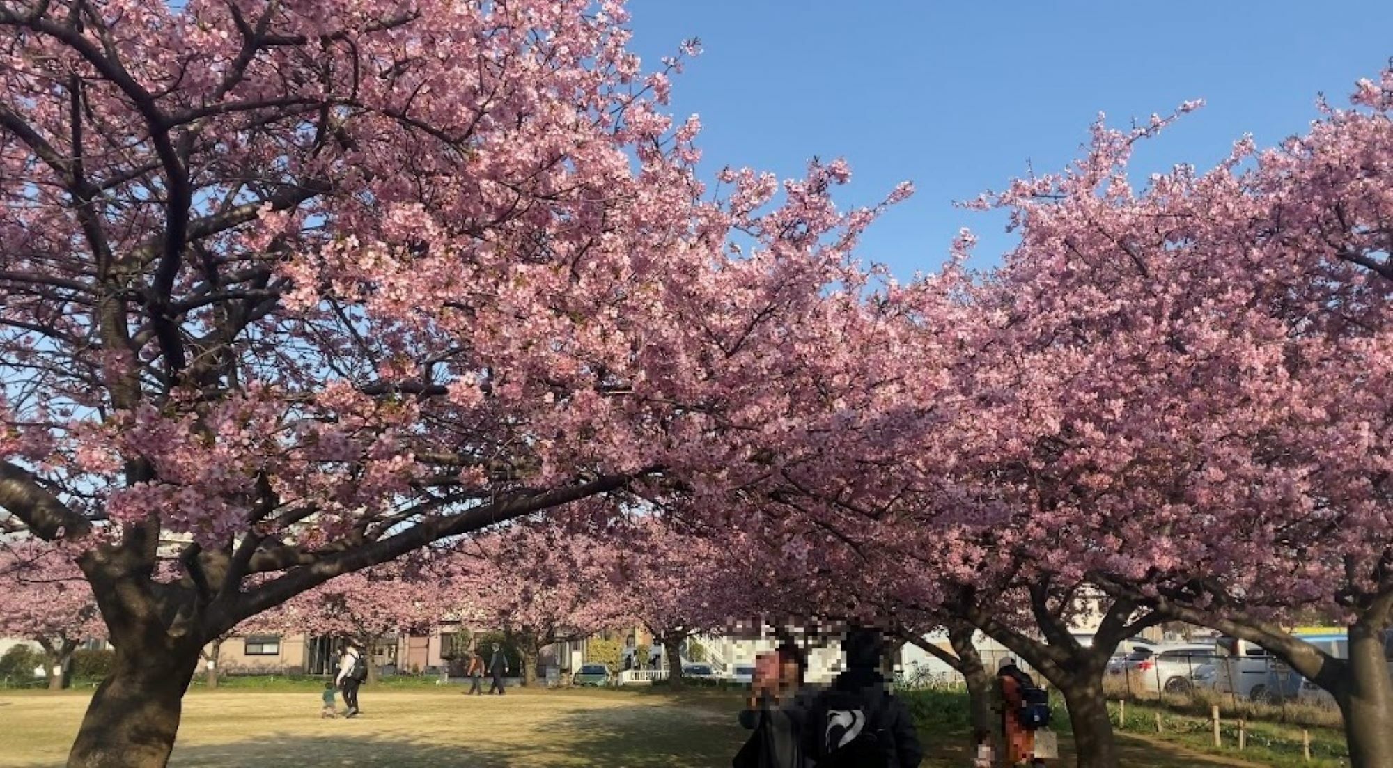 見ごたえ十分の河津桜です。
