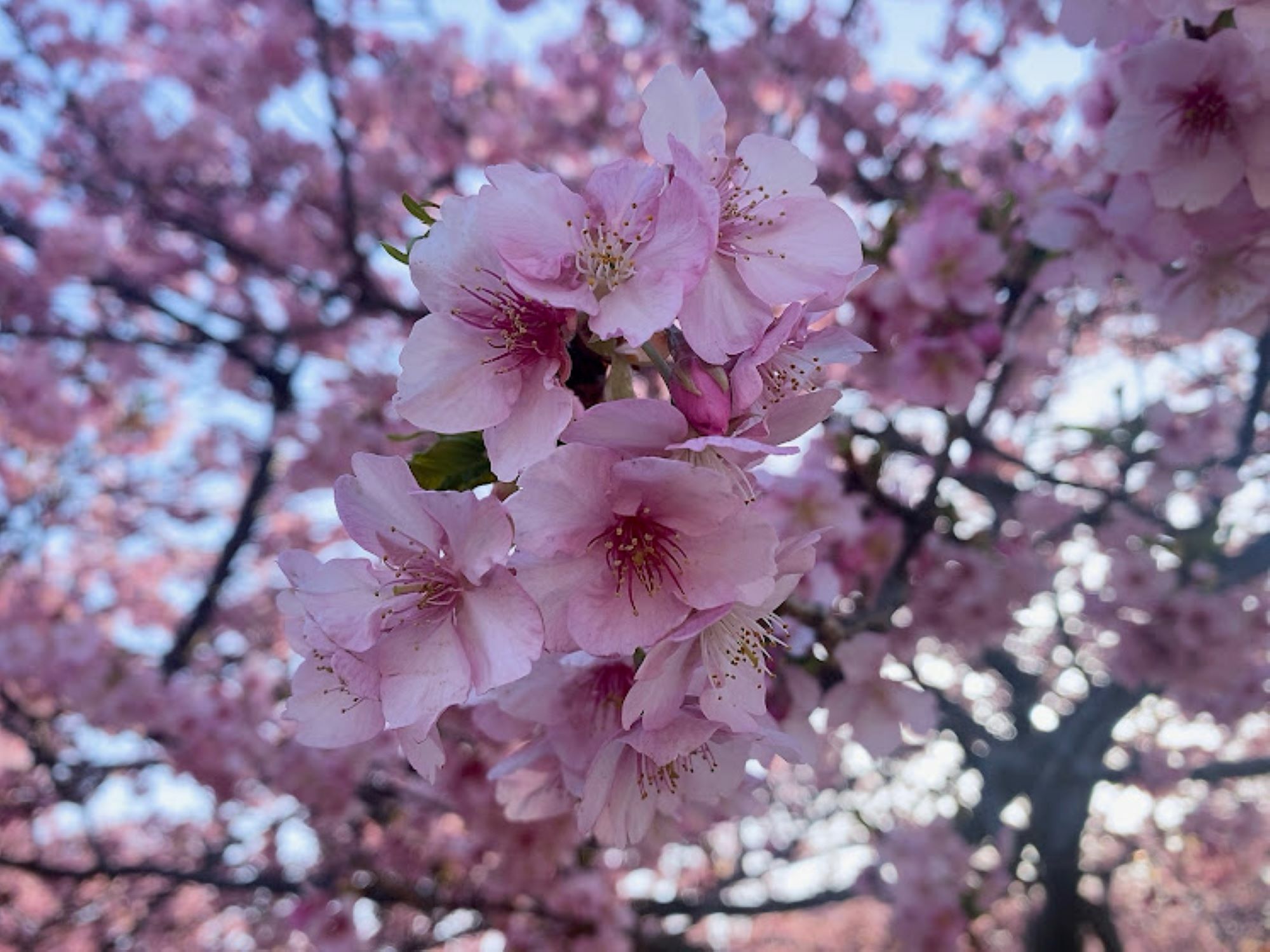 美しい河津桜が堪能できます。
