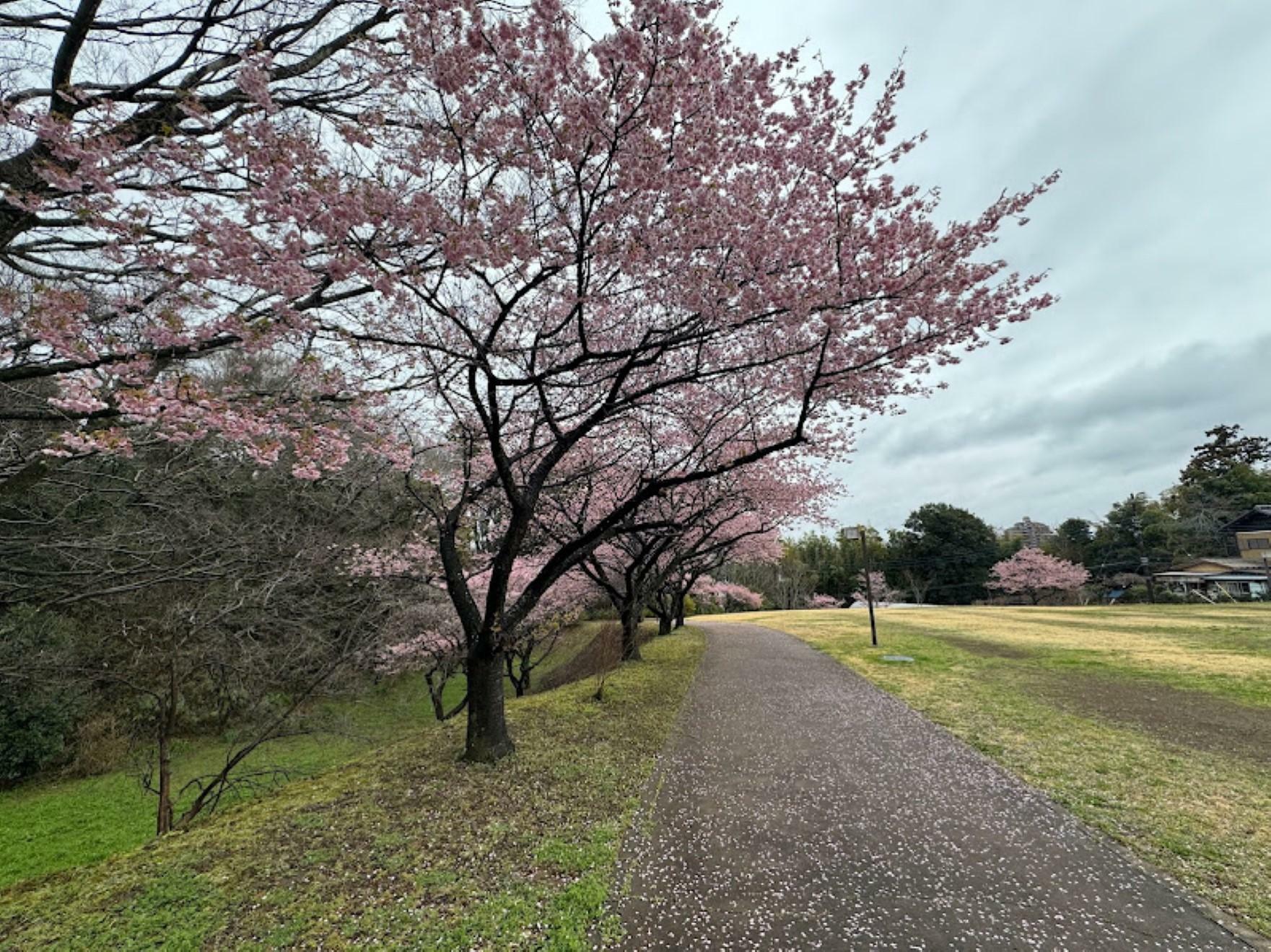 臼井城址公園の河津桜3