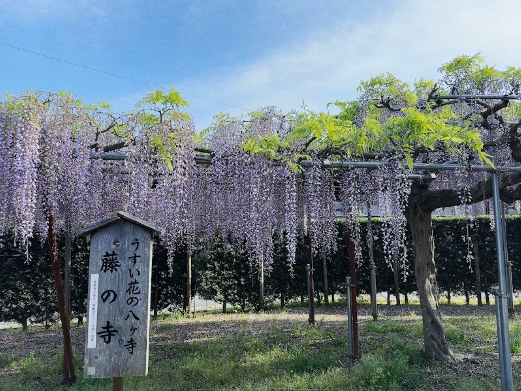 ※写真は2024年4月28日に撮影したものです。