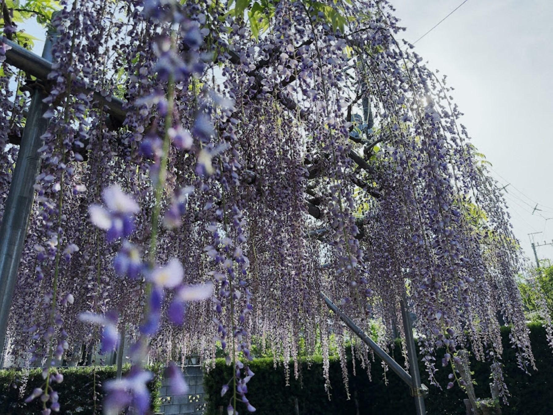 ※写真は2024年4月28日に撮影したものです。