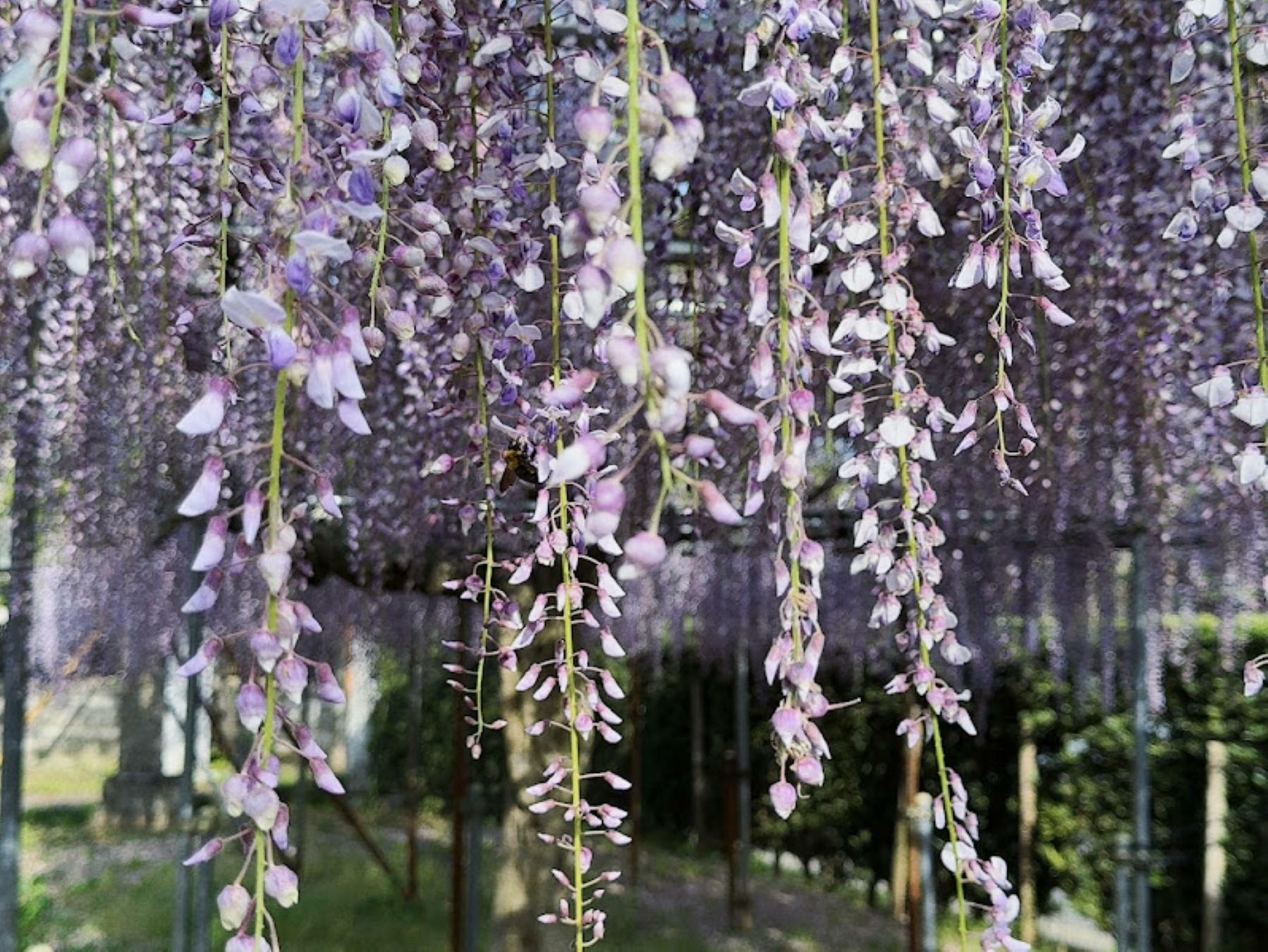 ※写真は2024年4月28日に撮影したものです。