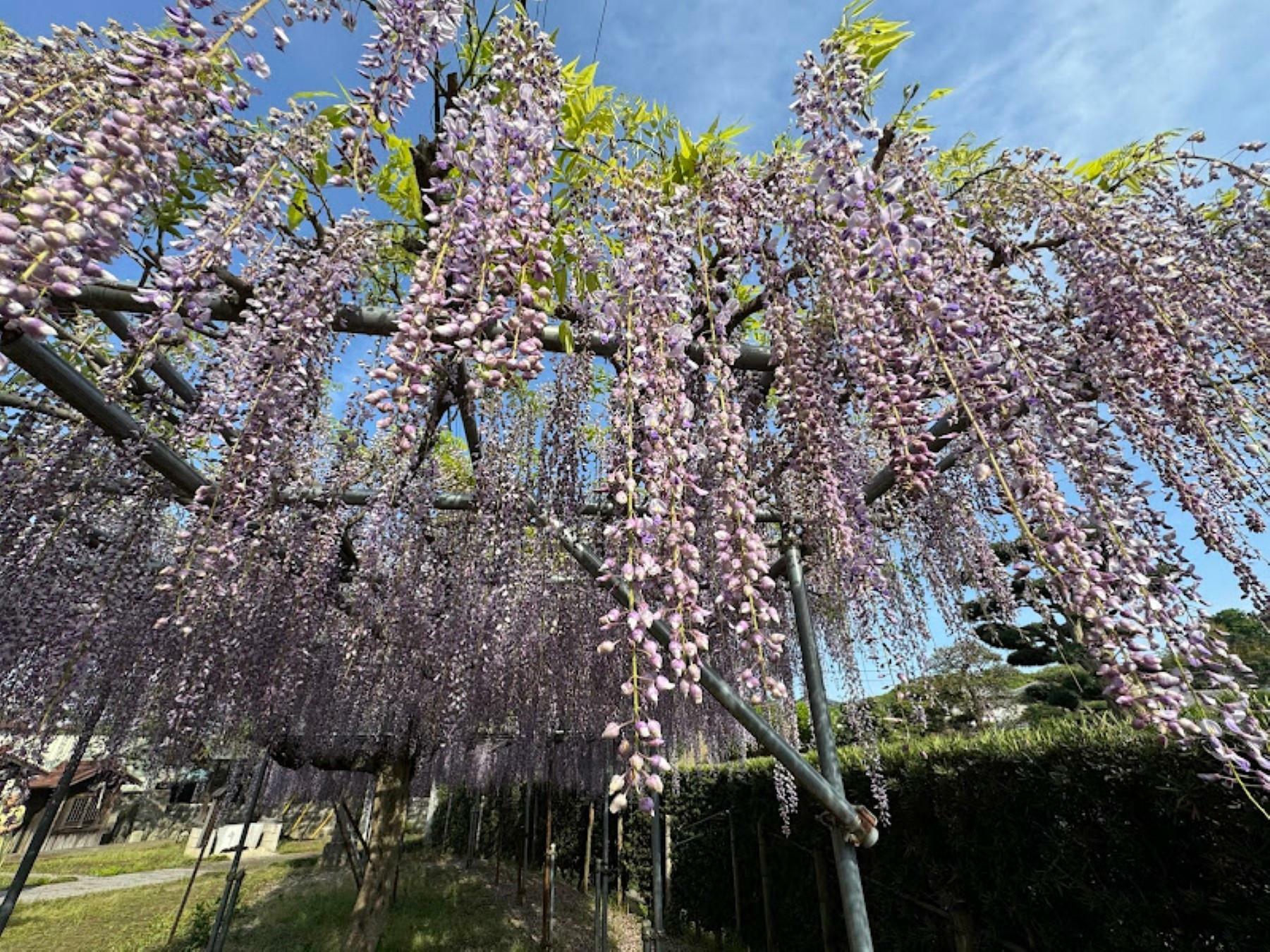 ※写真は2024年4月28日に撮影したものです。