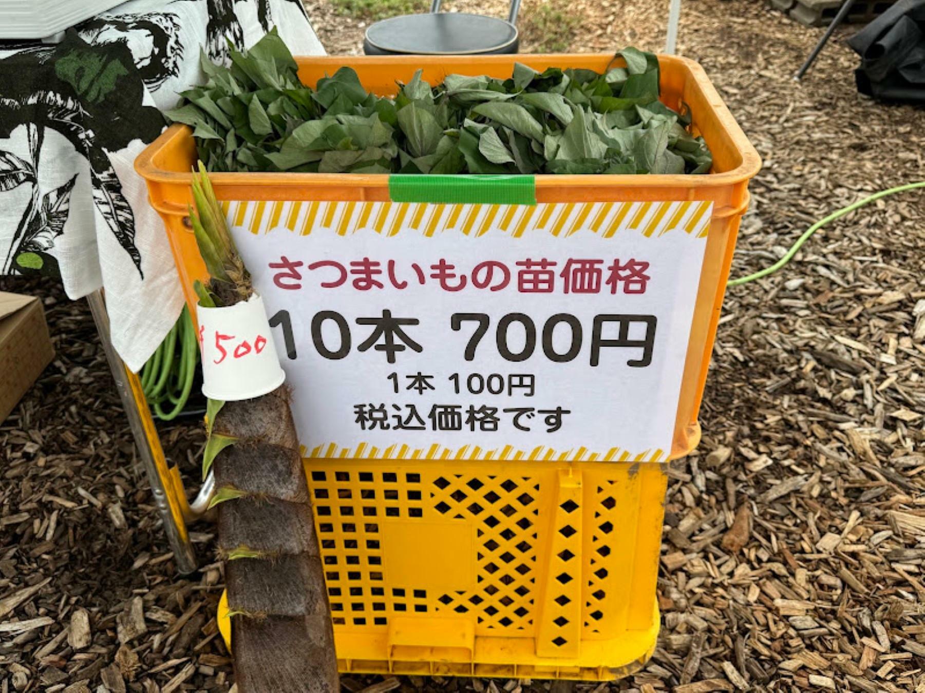 農薬・化学肥料不使用のサツマイモ苗がお手頃な価格で販売！