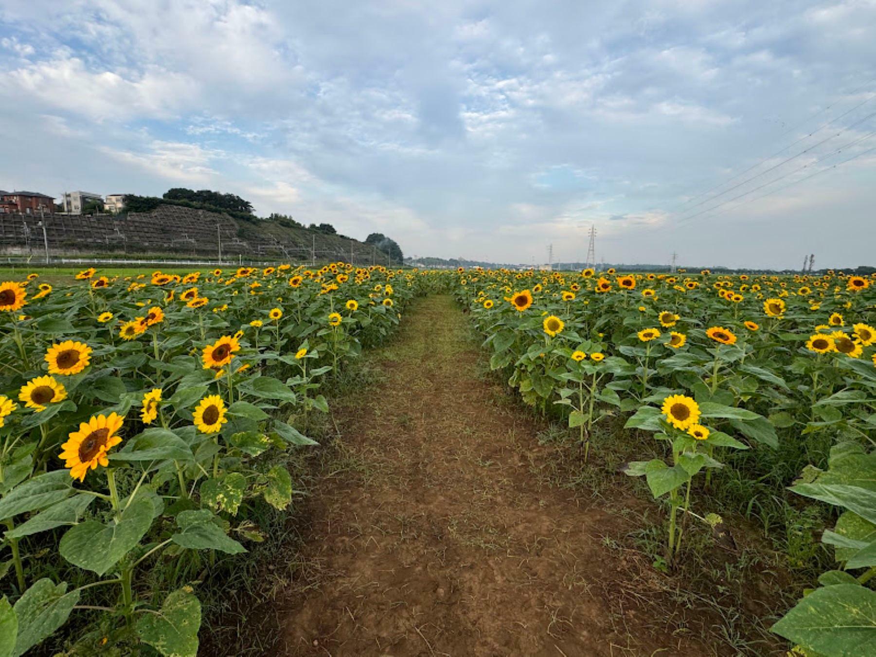 ※写真は2024年7月8日（月）に撮影したものです。