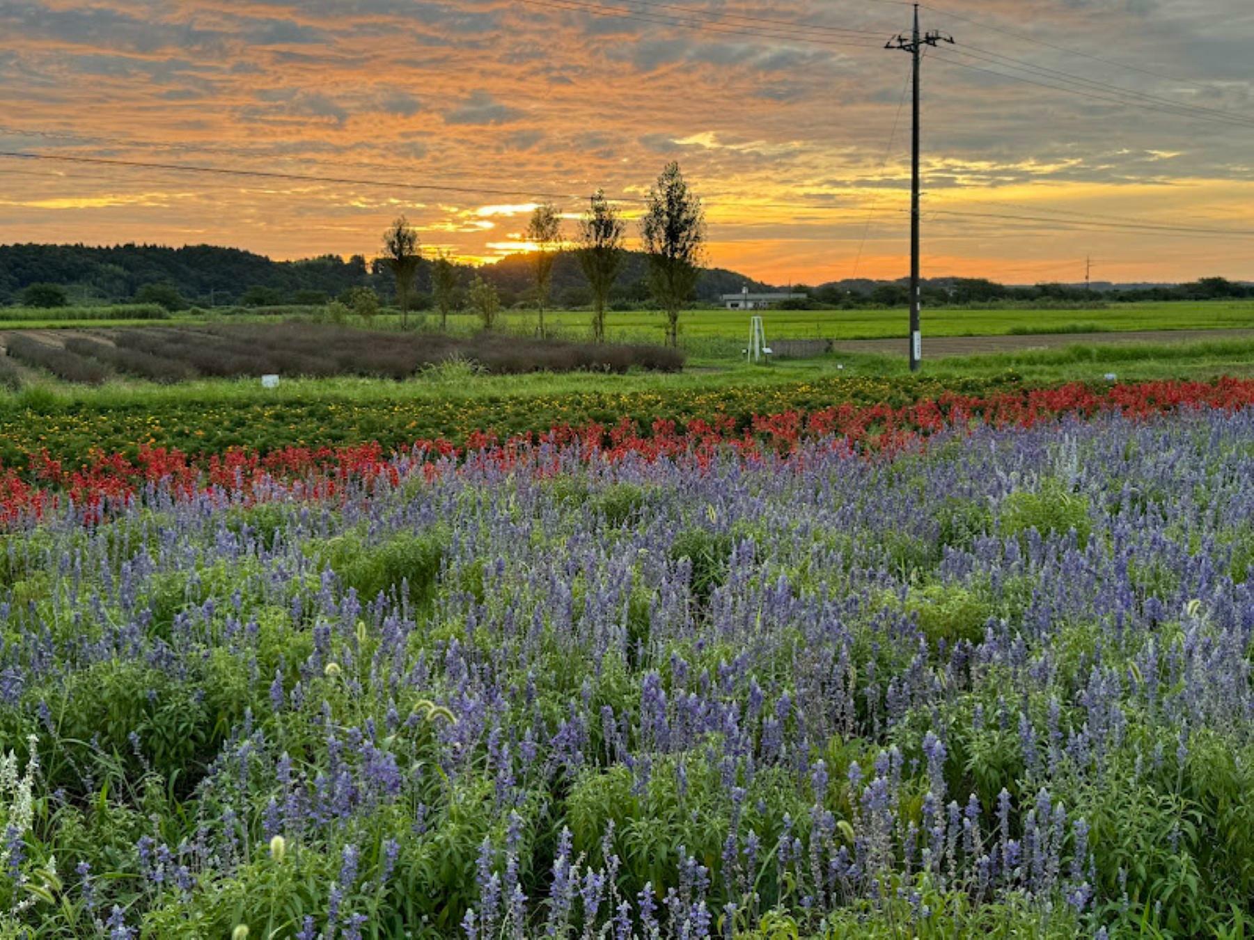 色とりどりの花々が美しい癒やしの空間ですよ。