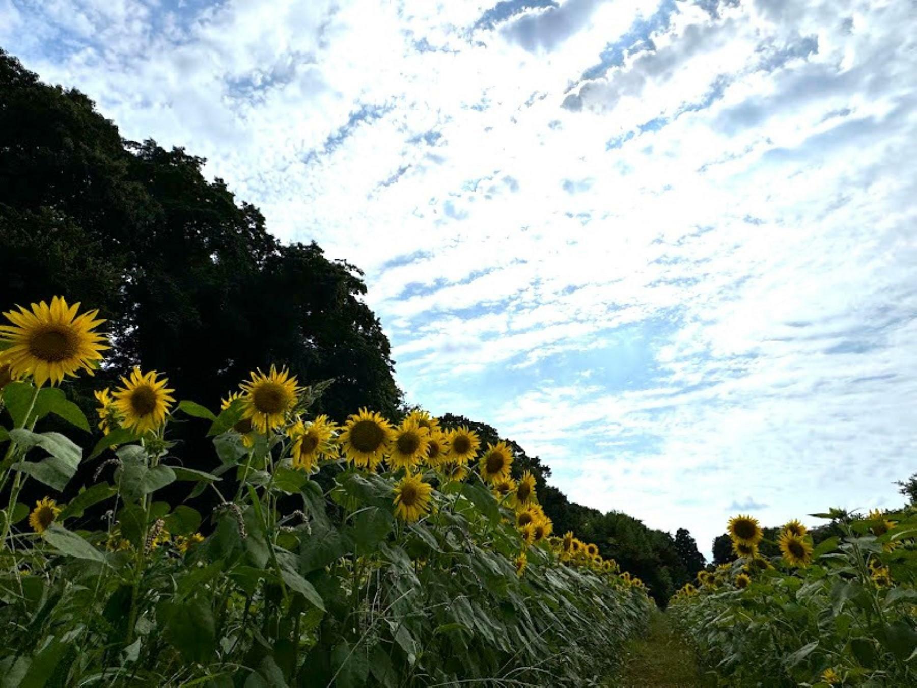 奥まで続いています。