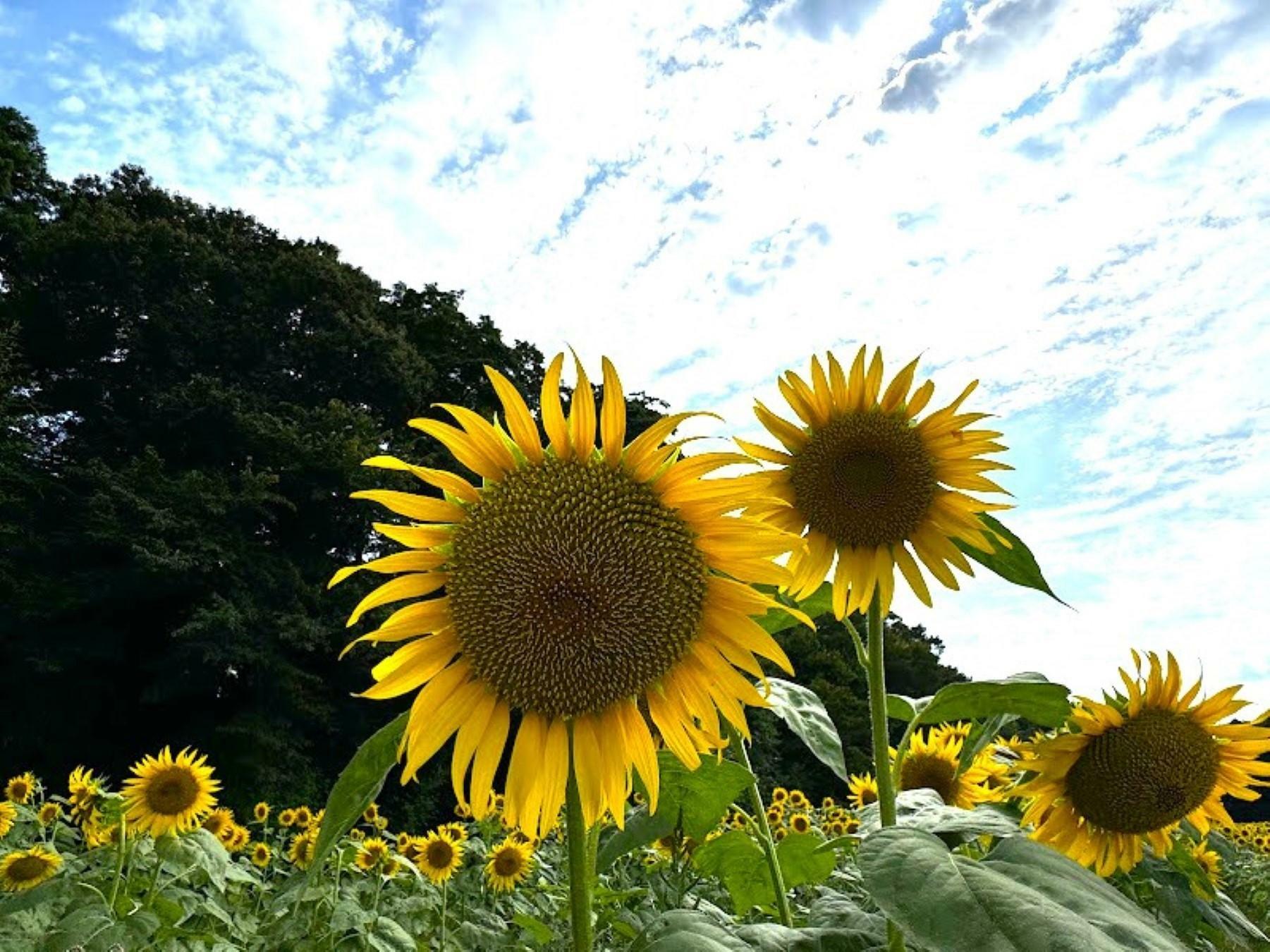 まだつぼみもありました。