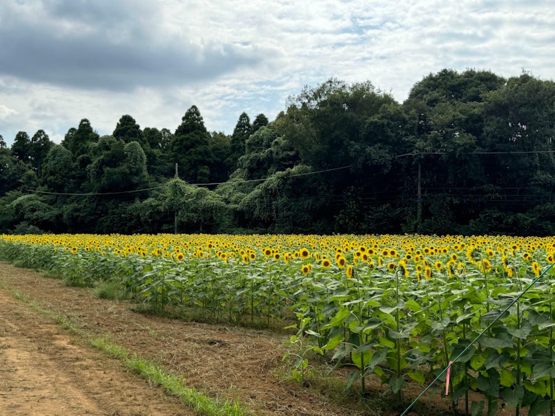 とても広い敷地面積です。