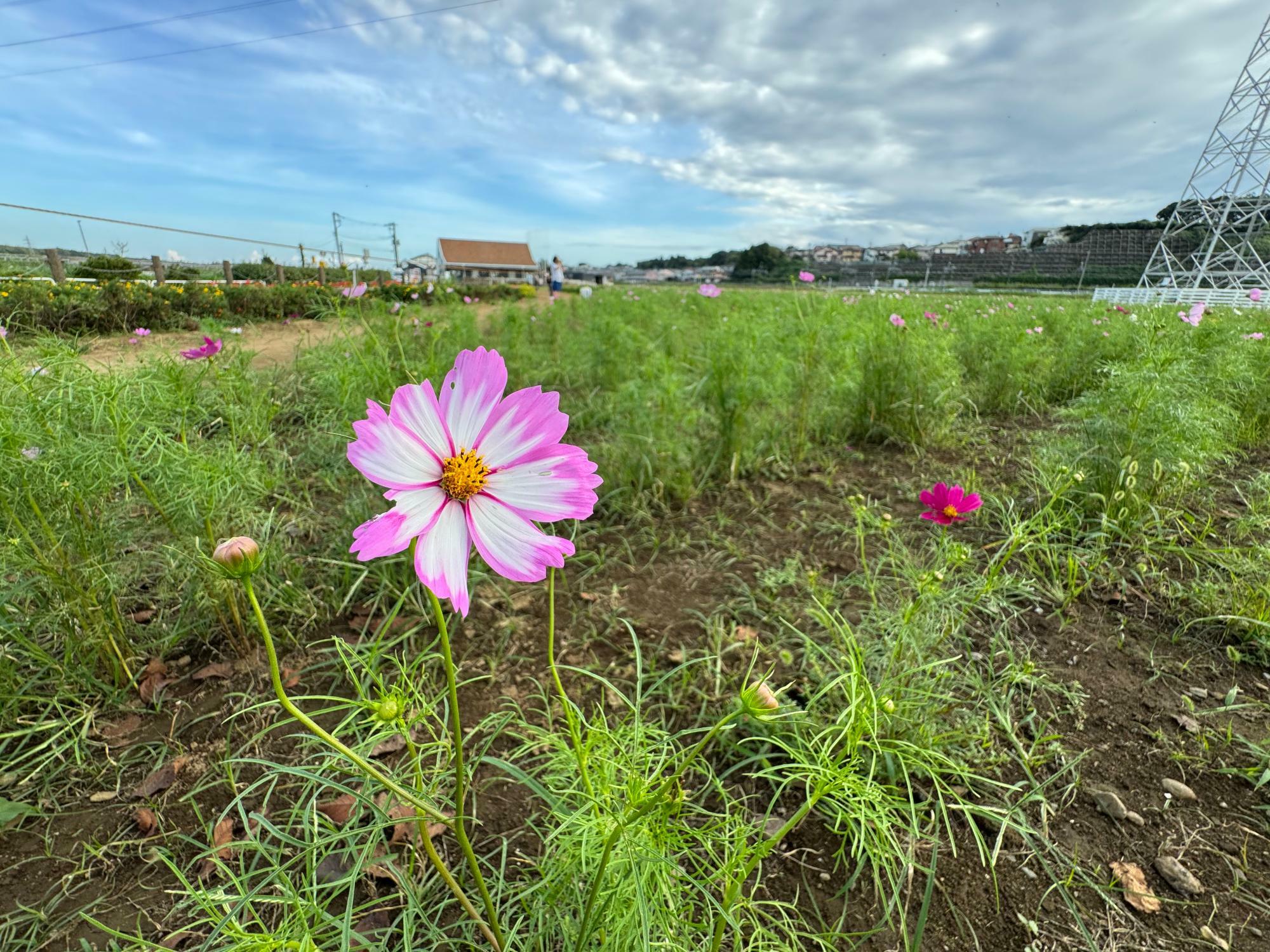 ※写真は2024年10月2日に撮影したものです。