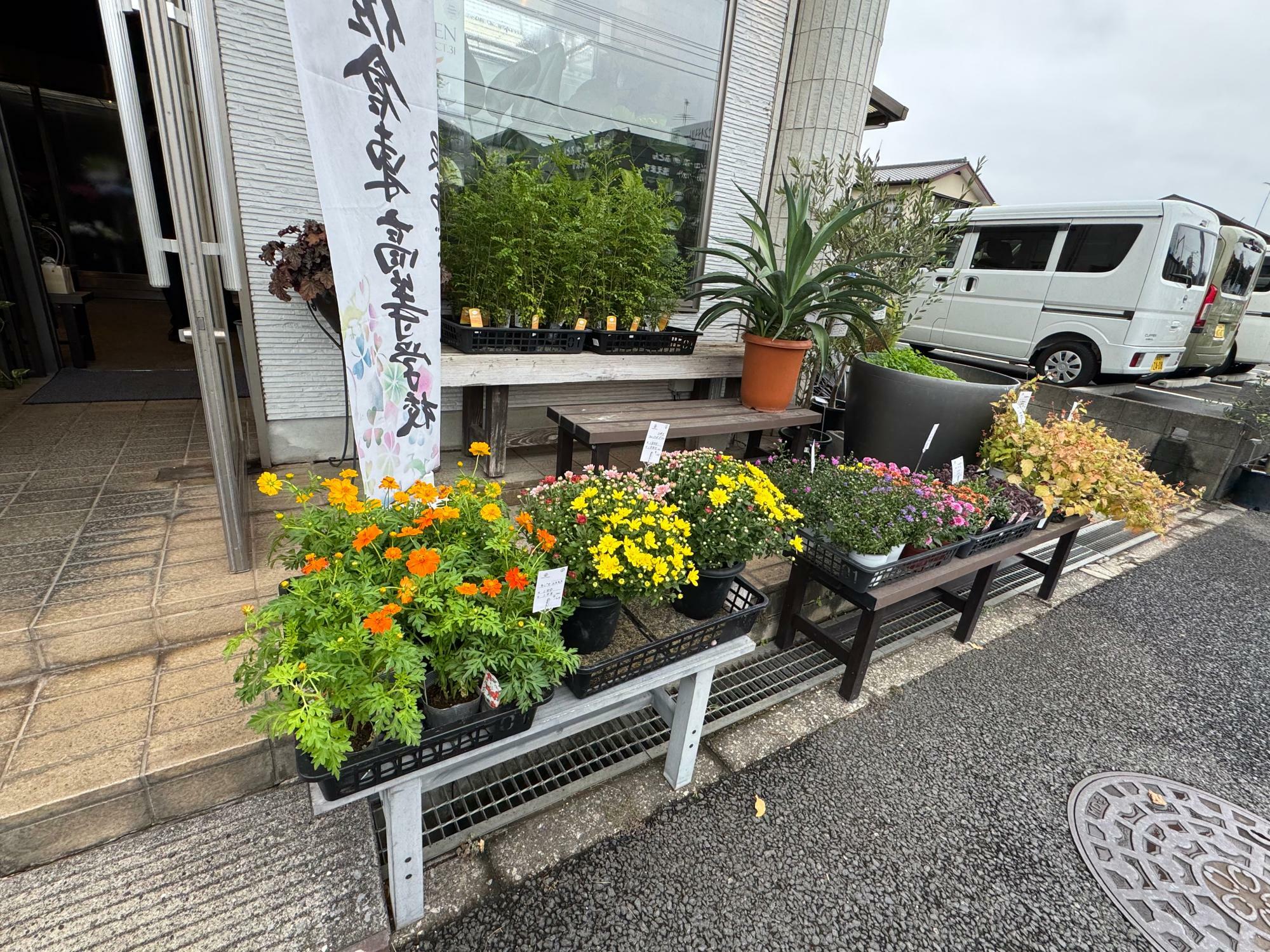 綺麗な鉢植えもあります。