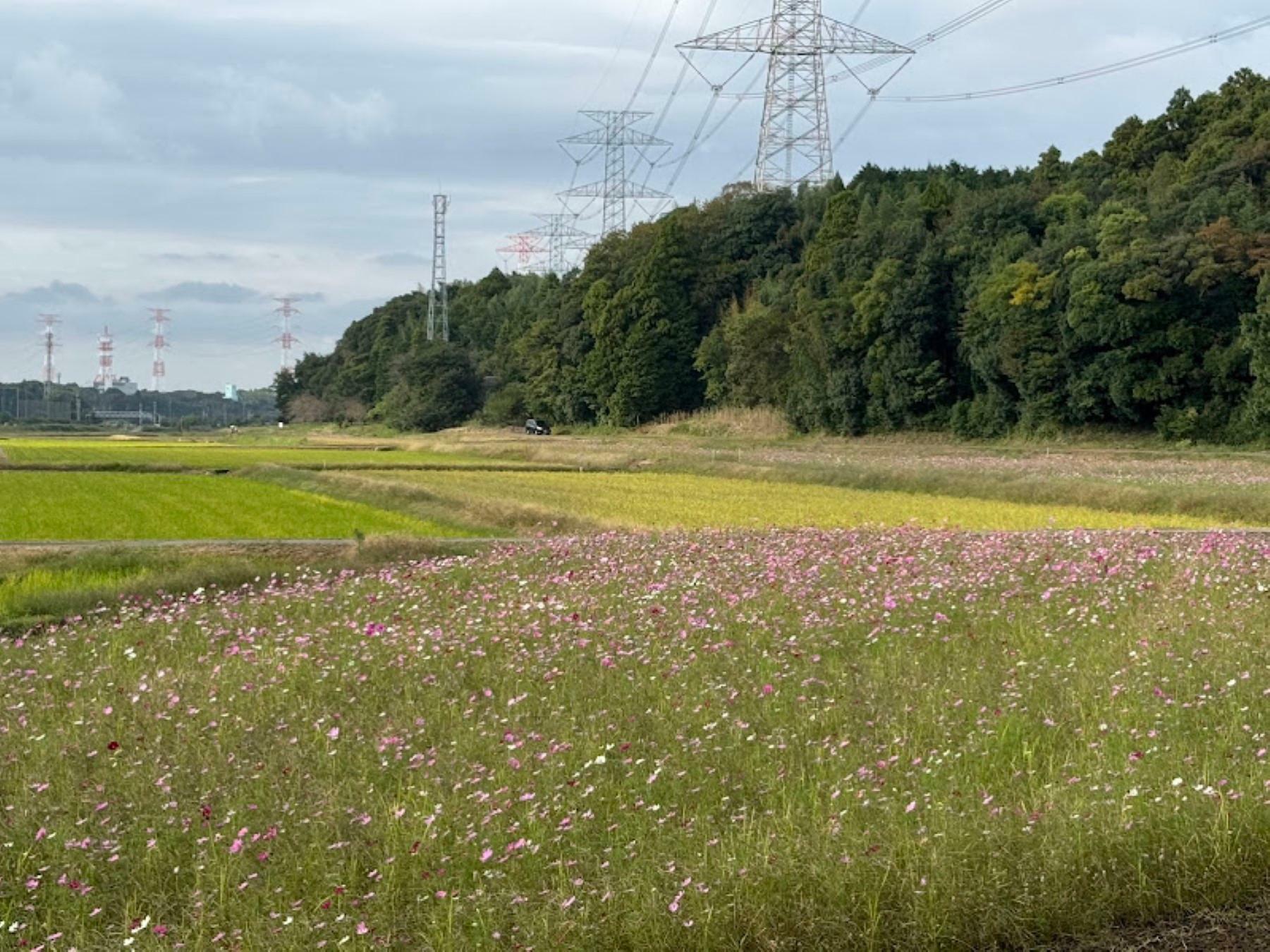 ※写真は2024年10月17日に撮影したものです。