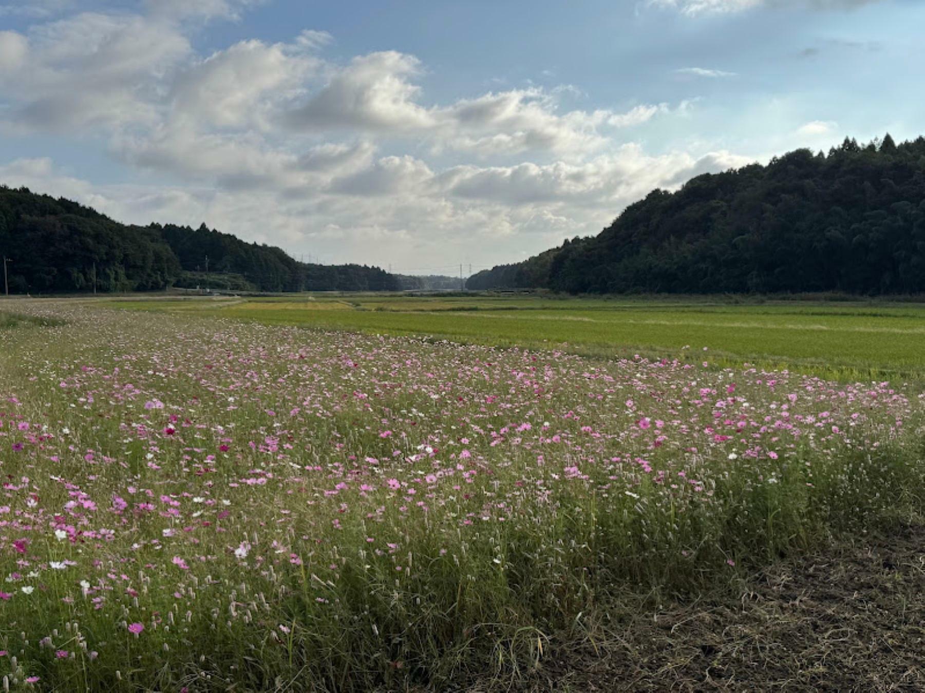 ※写真は2024年10月17日に撮影したものです。