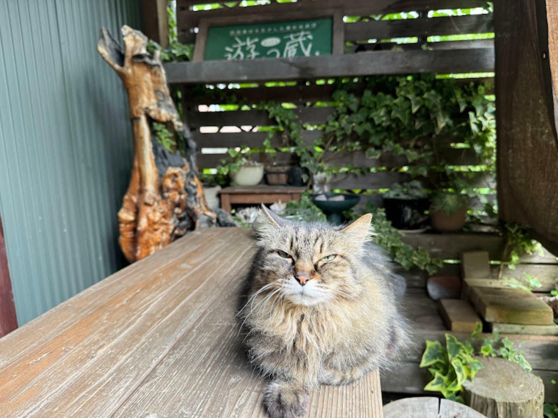 看板猫のスミレちゃん