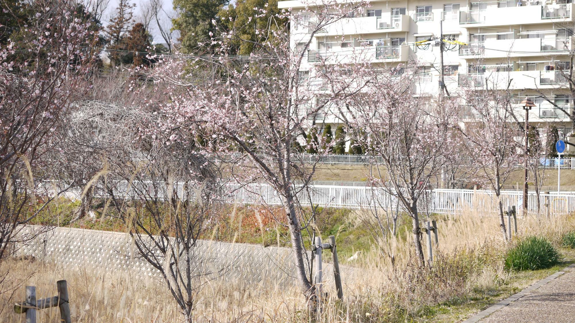 十月桜の木が並ぶサイクルロードはちかづき