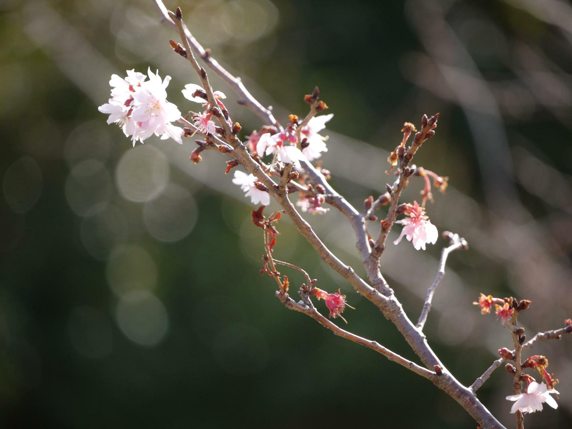十月桜の花と蕾