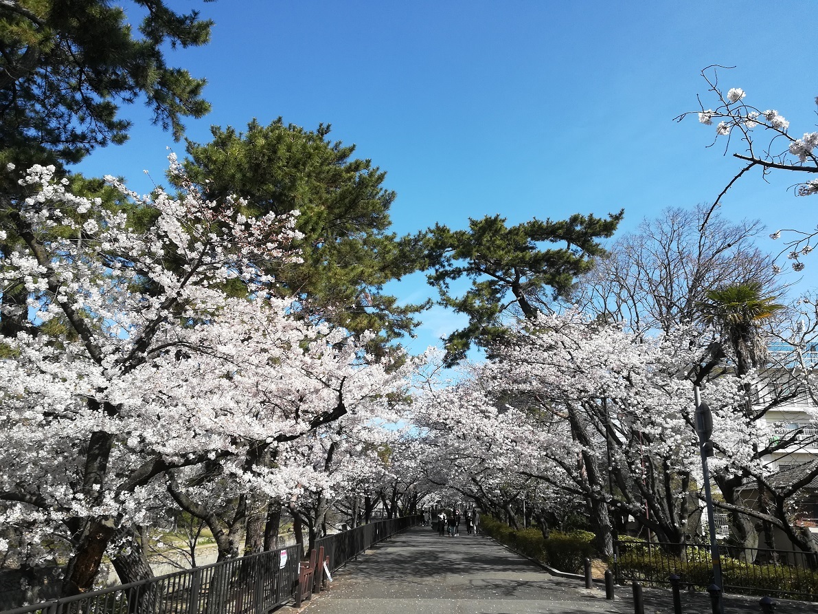 桜のアーチの下を散歩