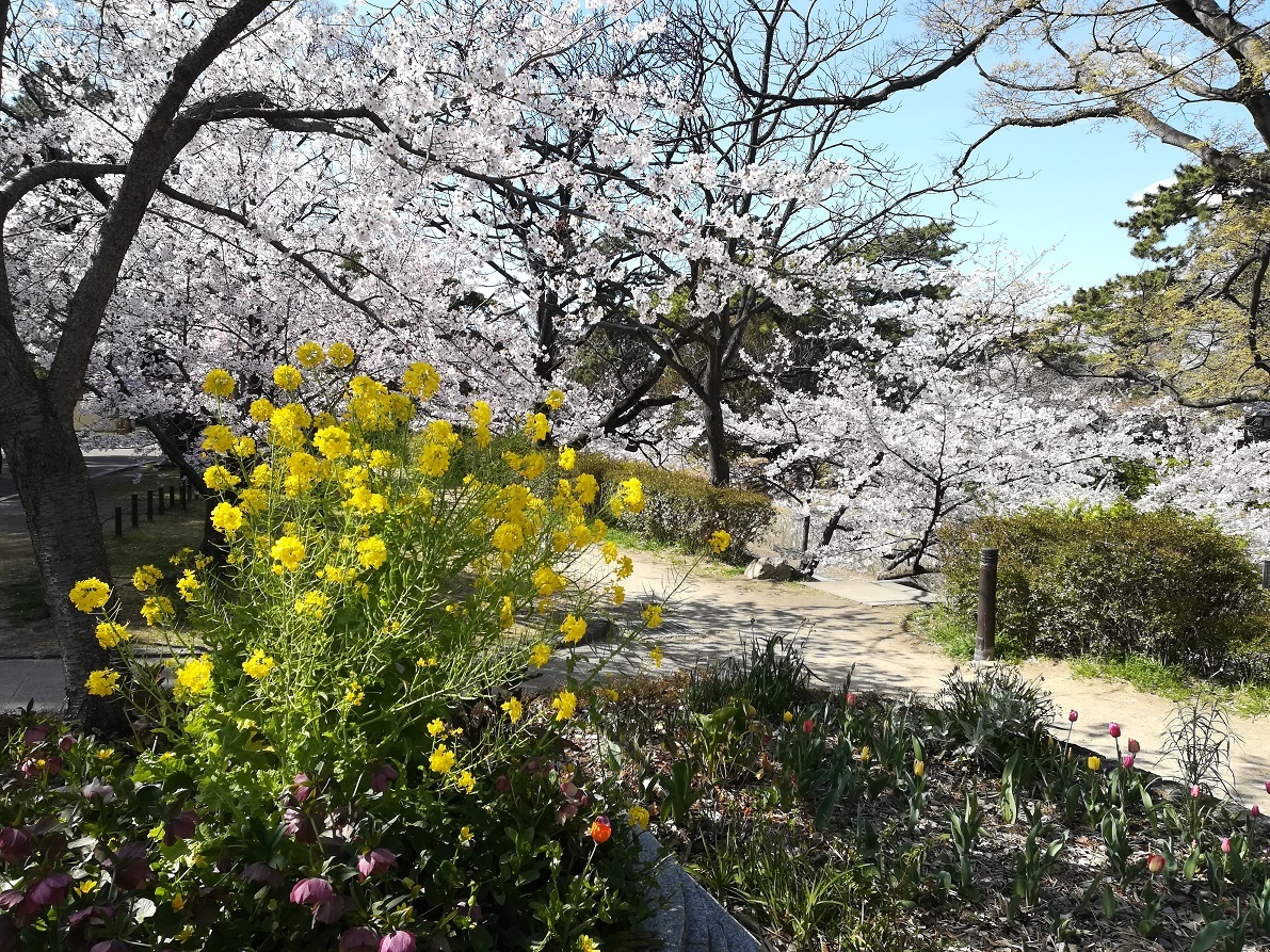 菜の花と桜