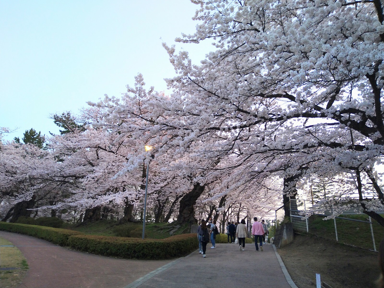 公園入口。桜のトンネルが雰囲気バツグン