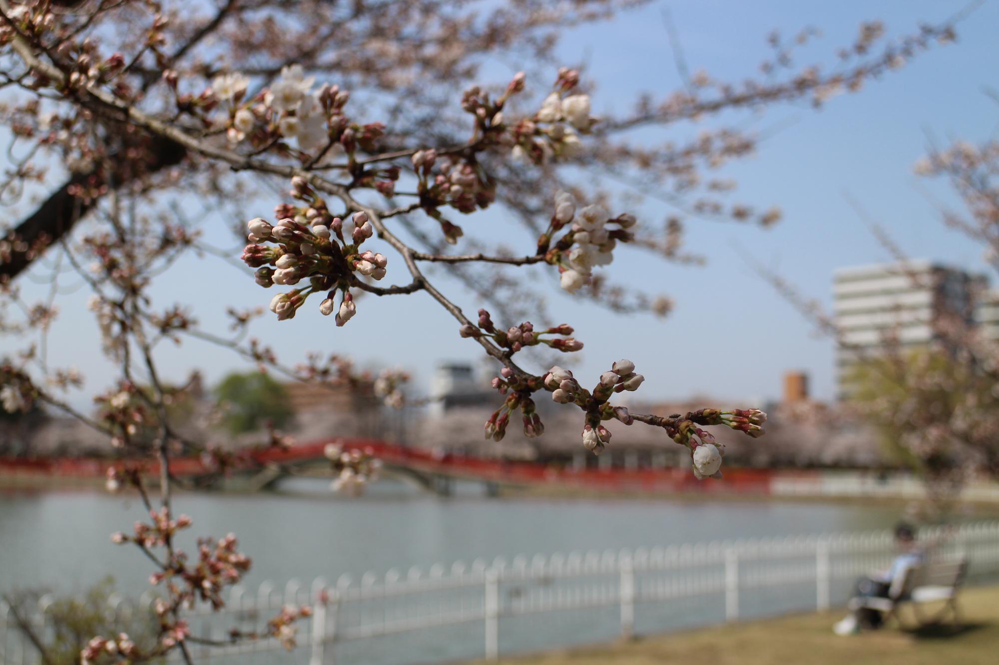 東側の桜はまだつぼみのところもありました