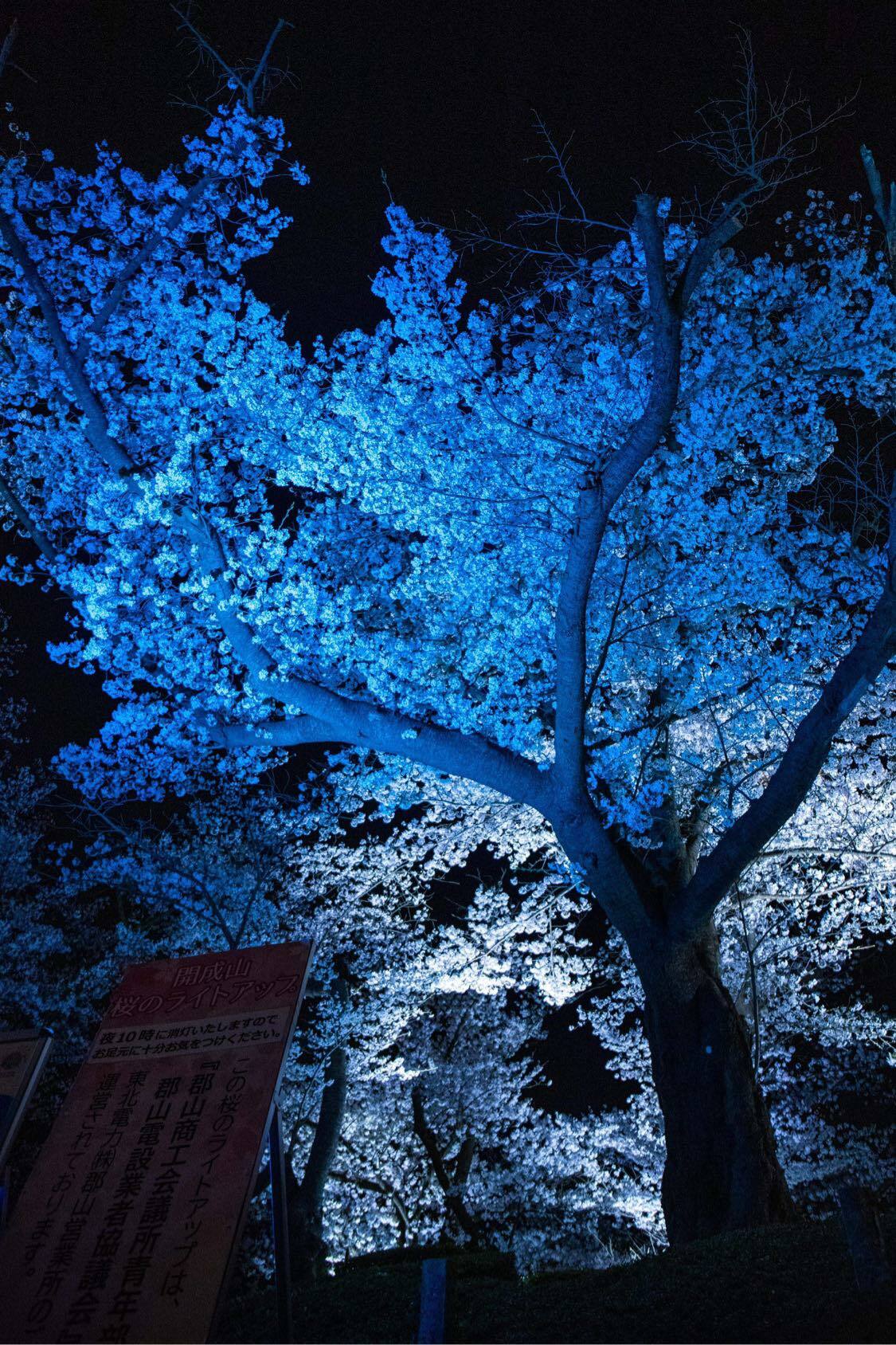 ブルーライトが映える満開の桜。23日までライトアップしているので、桜が散ってからも楽しめます