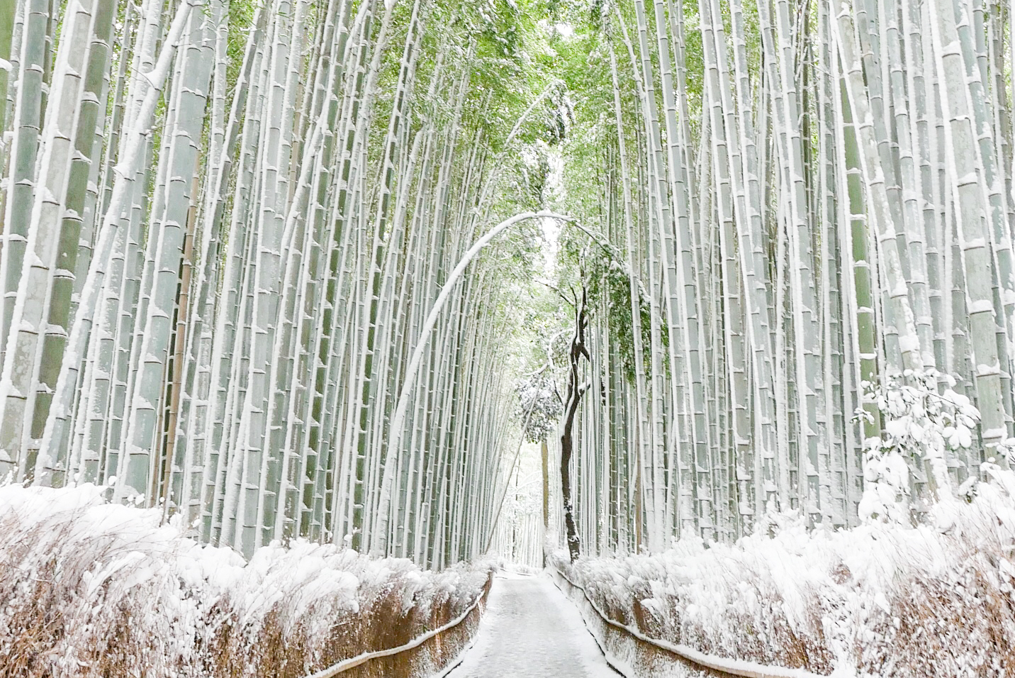 京都嵐山】雪化粧が施された竹林の小径〜渡月橋（Mami 