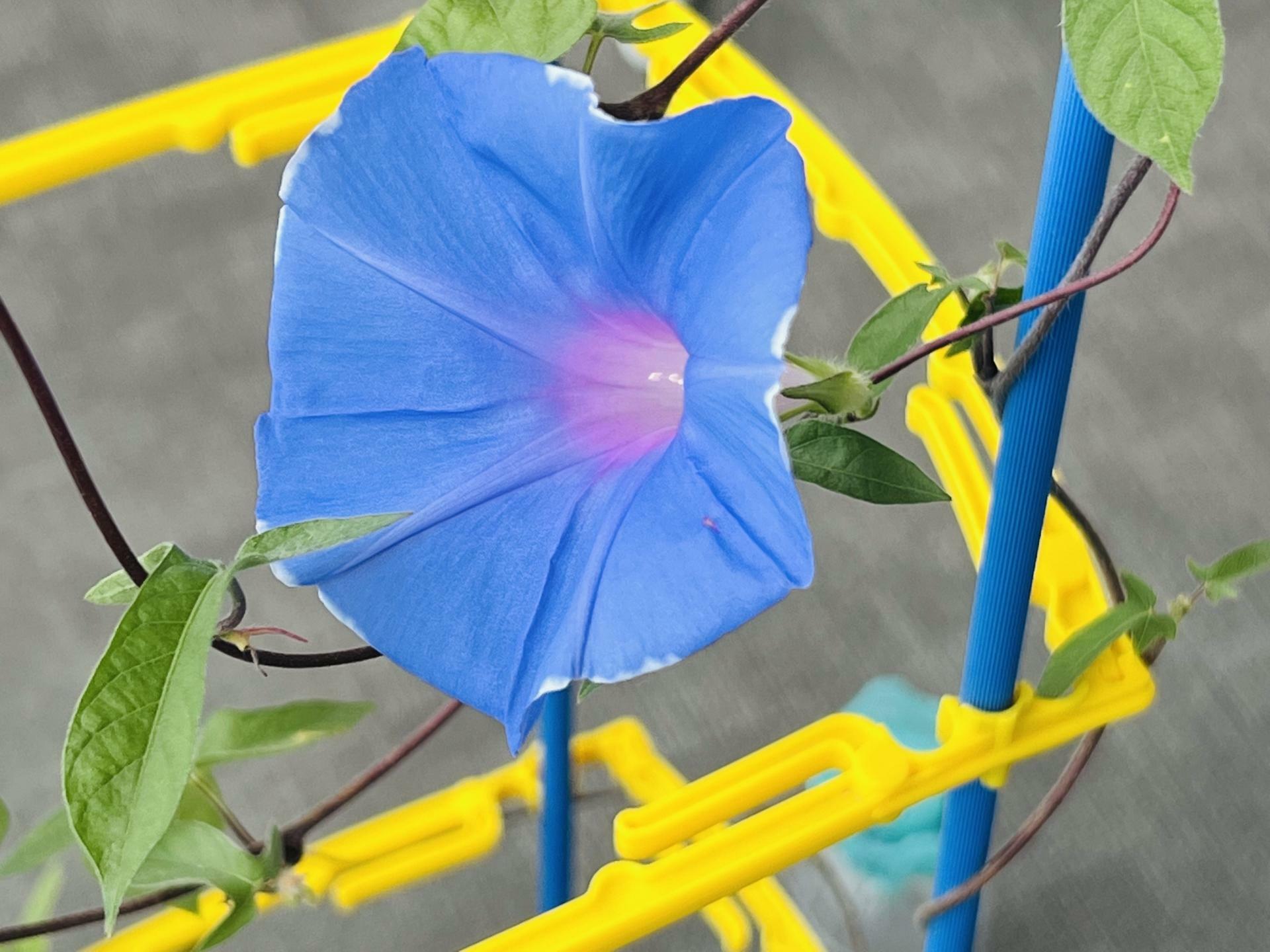 植物観察は今もある