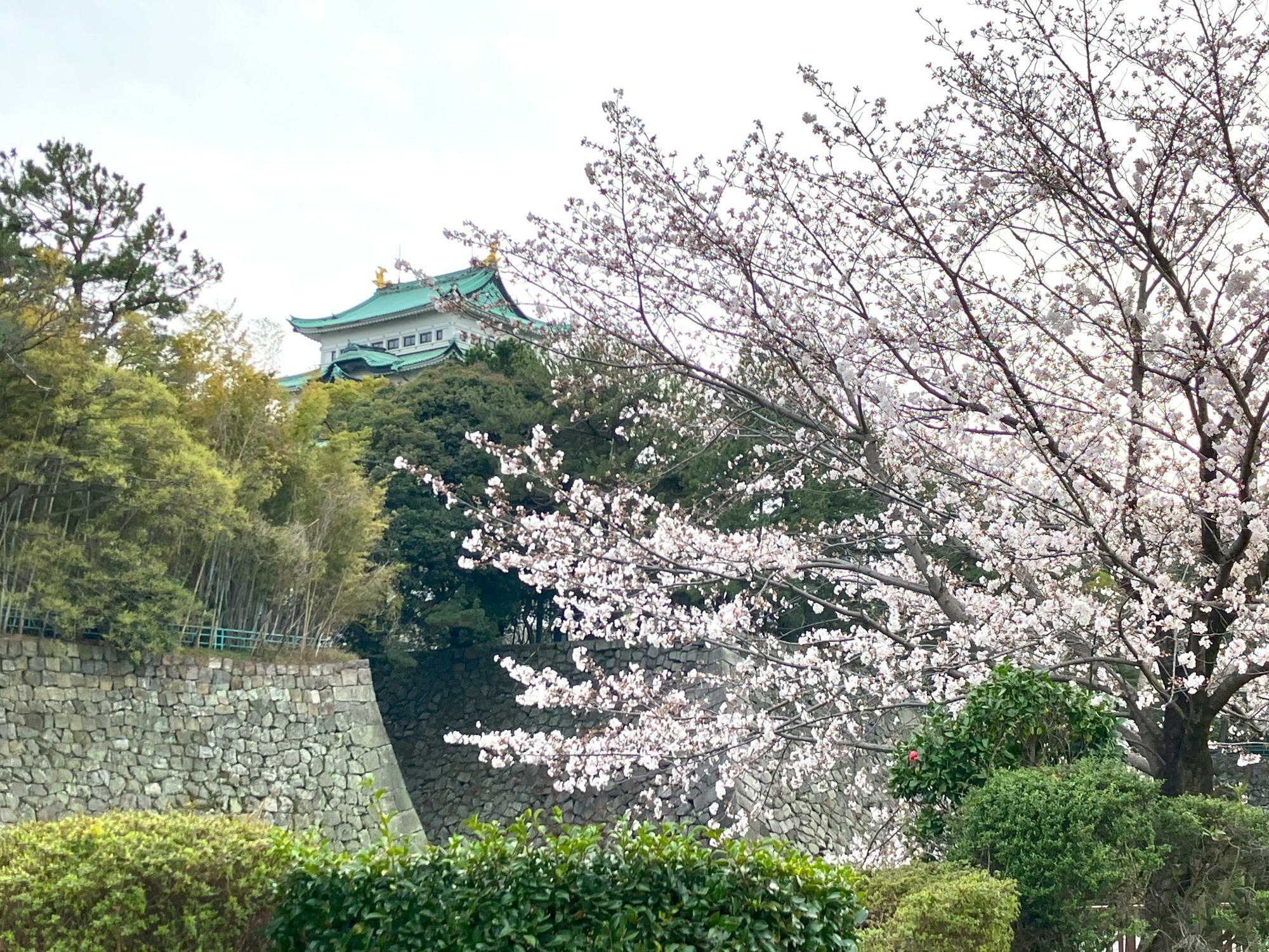 名古屋城と桜　唯一無二のコラボレーション！