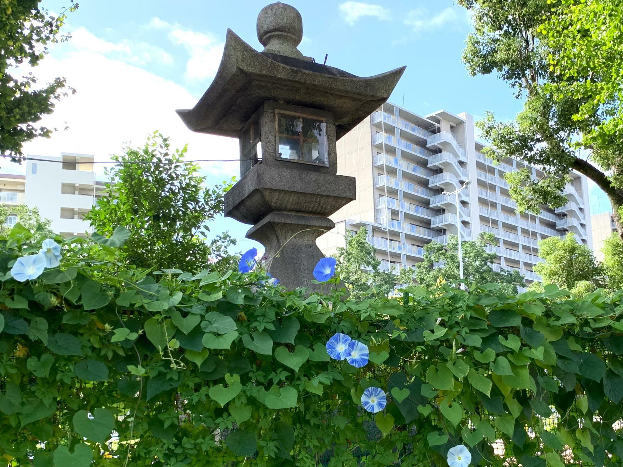 遅咲きの西洋朝顔で、10月ごろが見頃を迎えるそうです