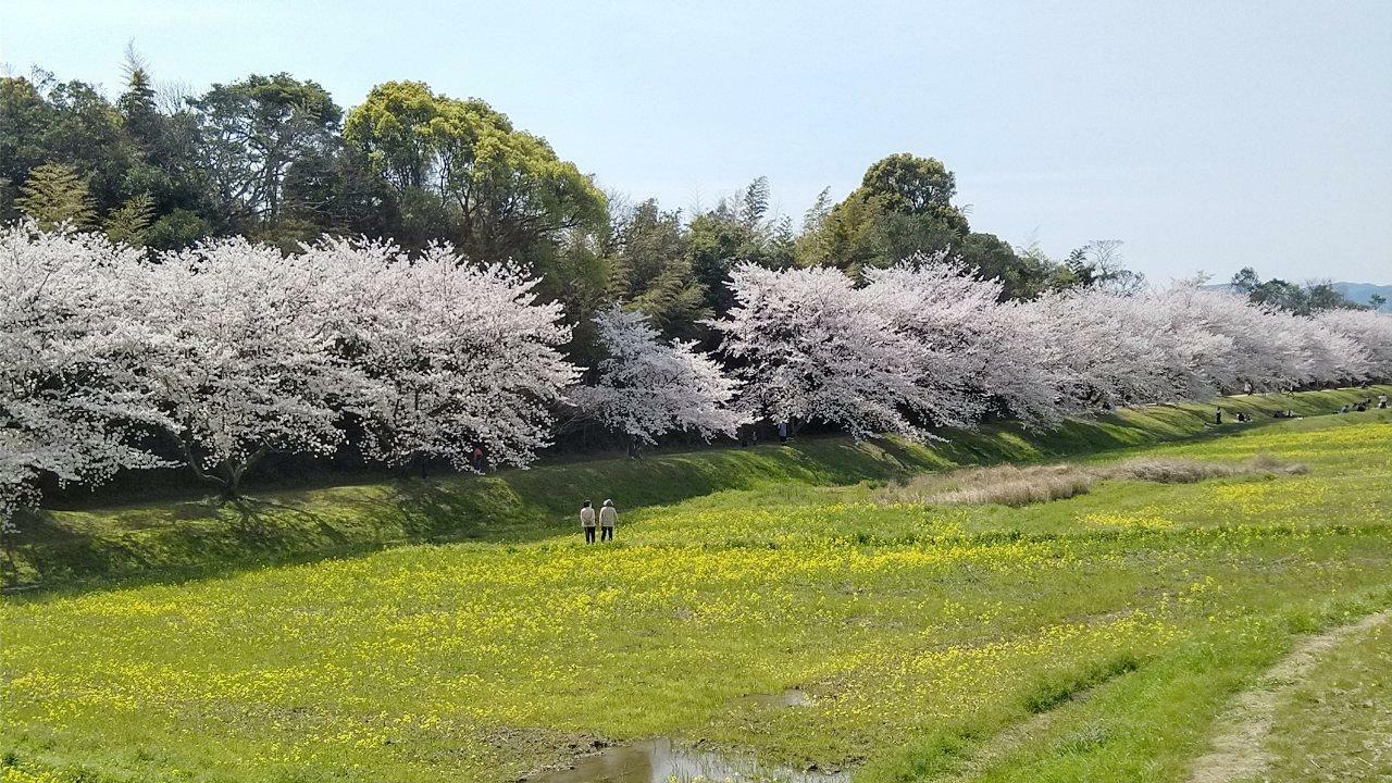 春の水城跡