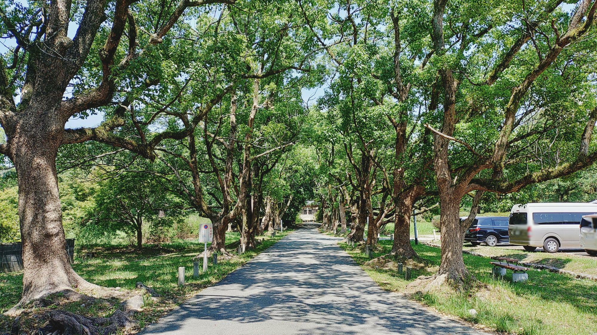 観世音寺の参道