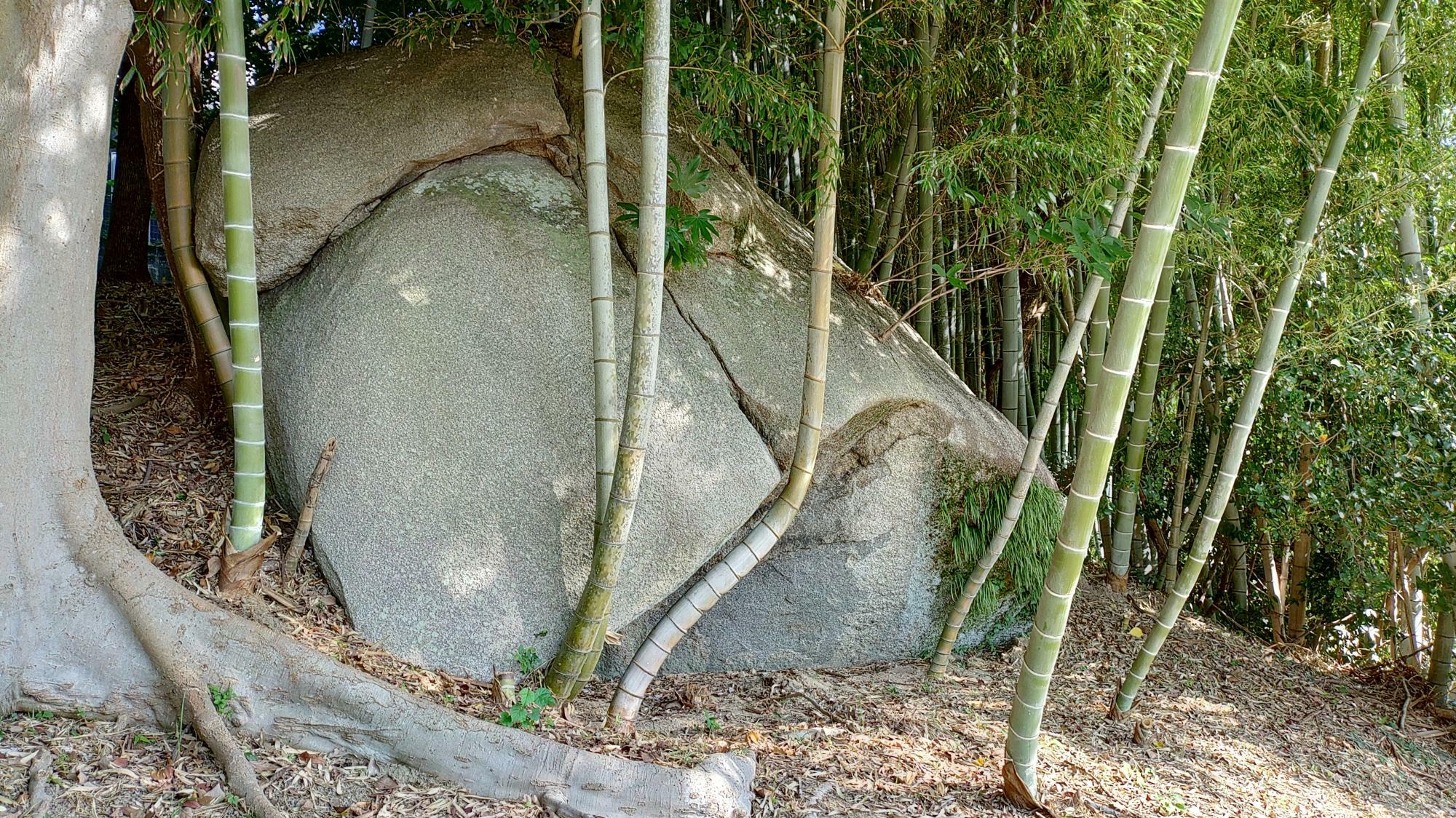 鯰石の頭武運