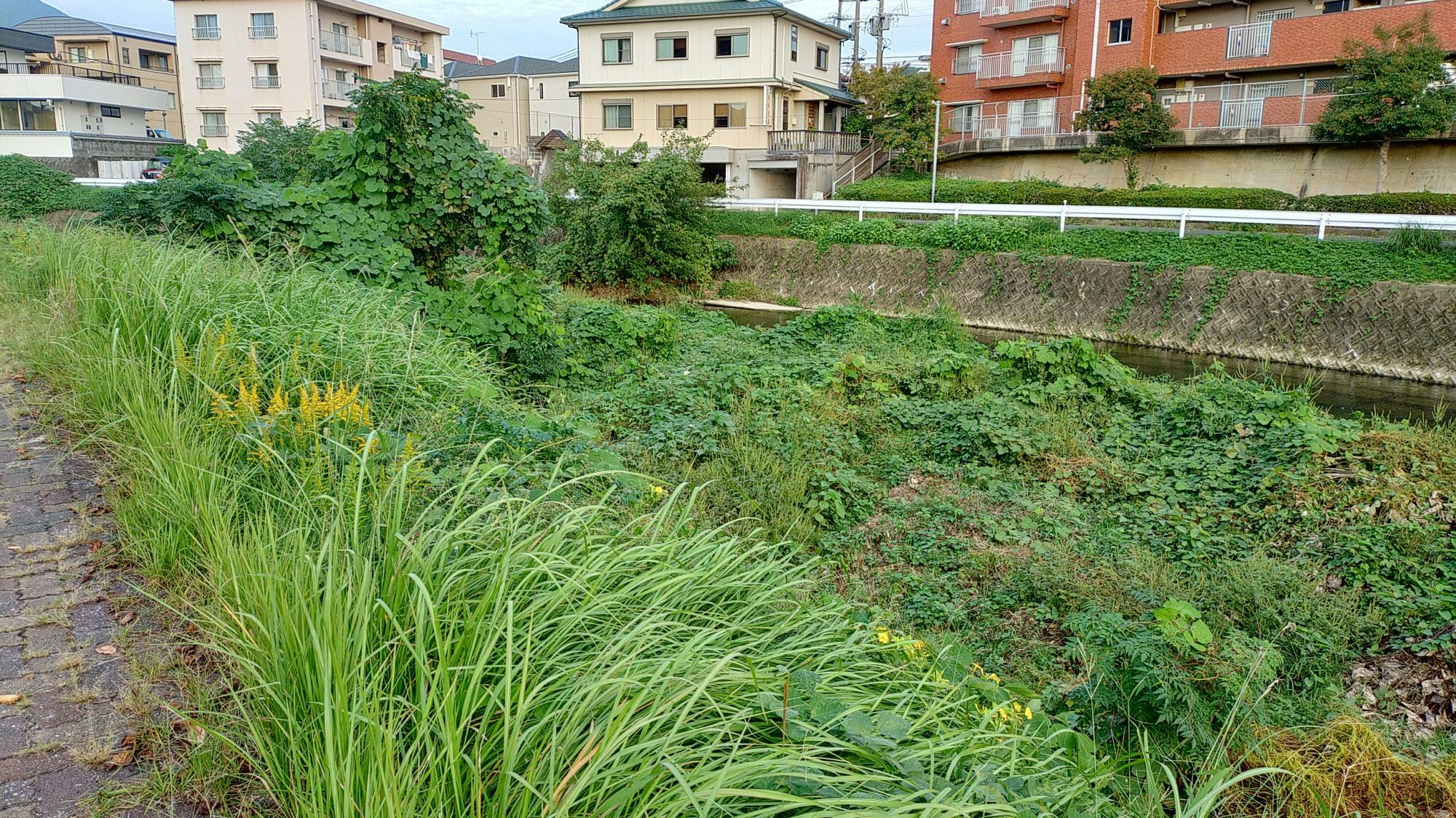 太宰府市役所裏の御笠川