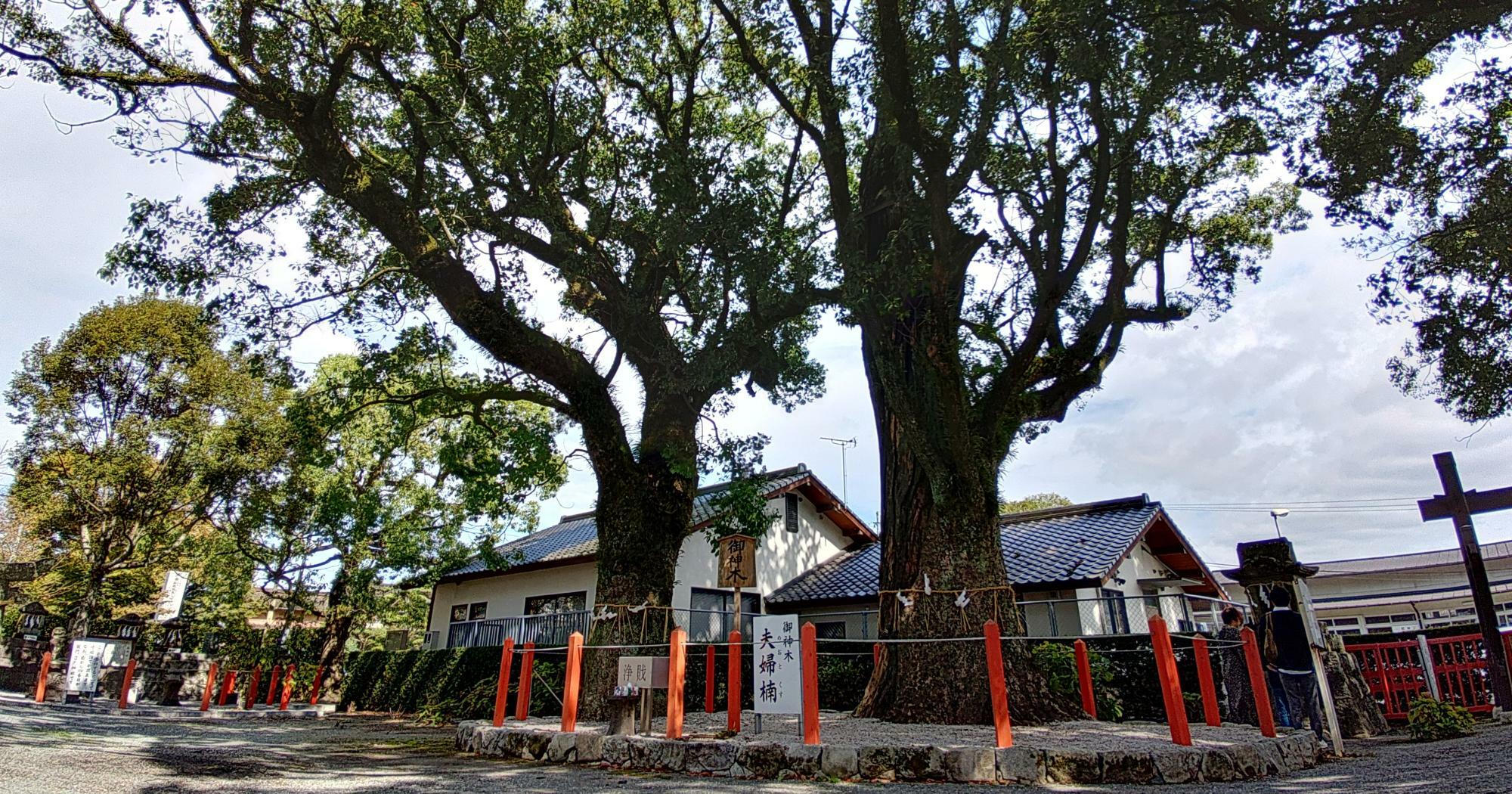 美奈宜神社の御神木