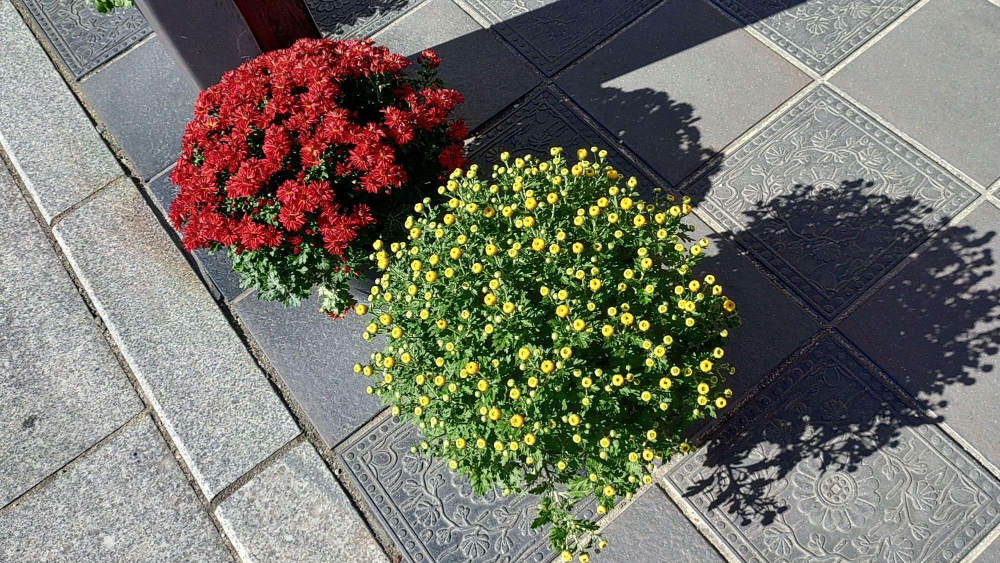 参道に飾られた菊鉢