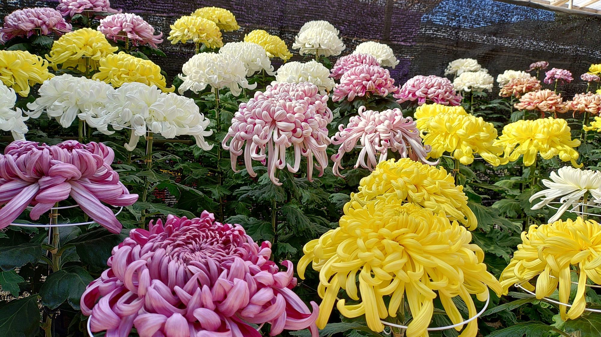 太宰府天満宮の大菊花展