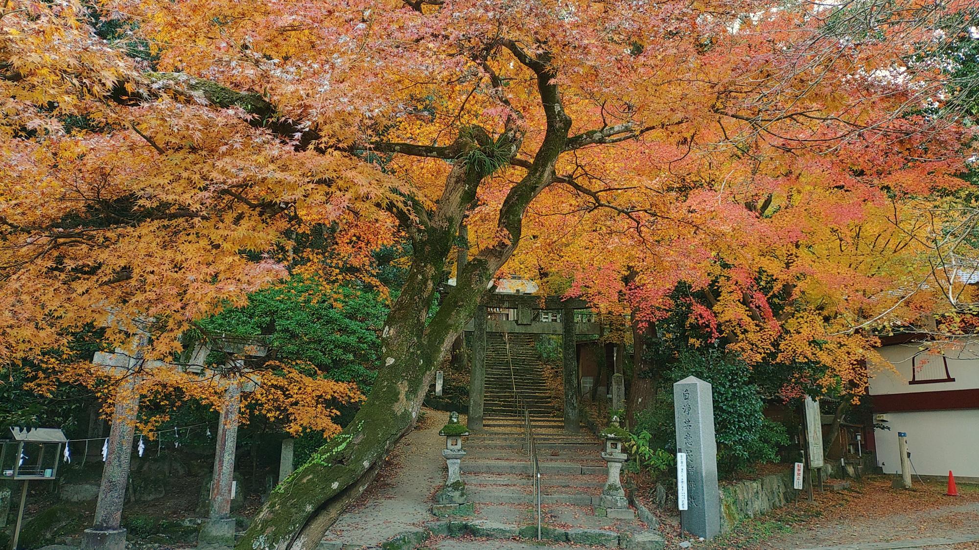 御自作天満宮の紅葉