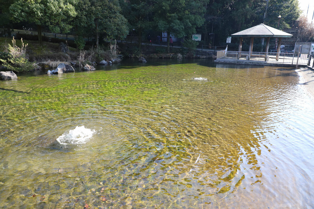 公園の入口には池があります