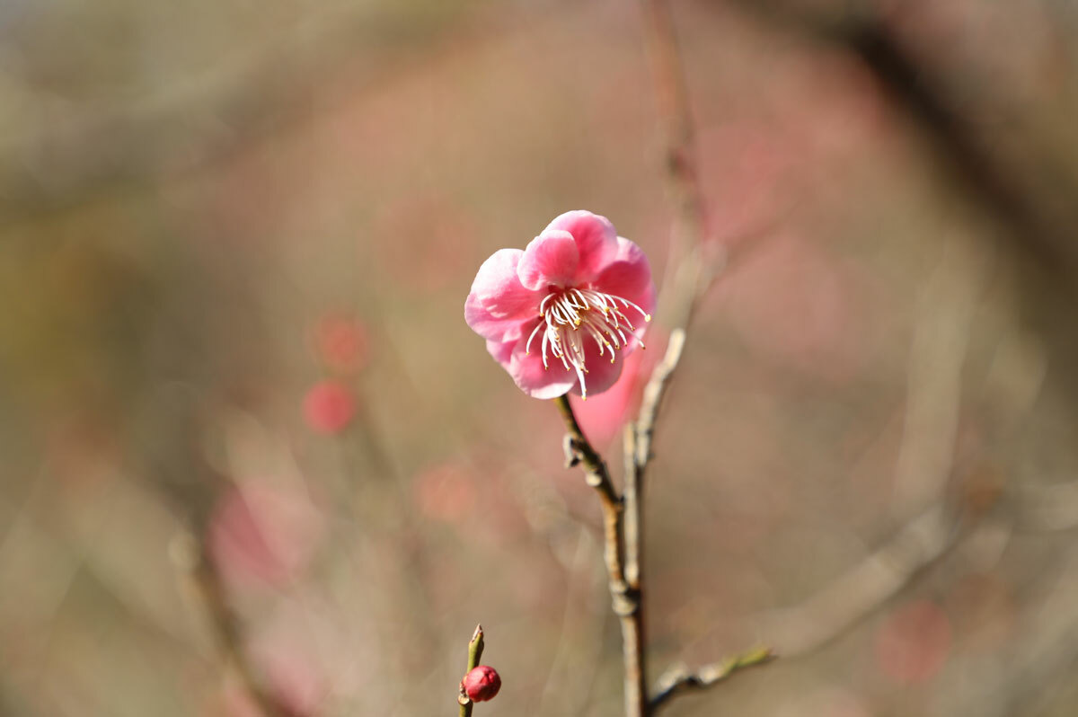 桜は早咲き桜のみです