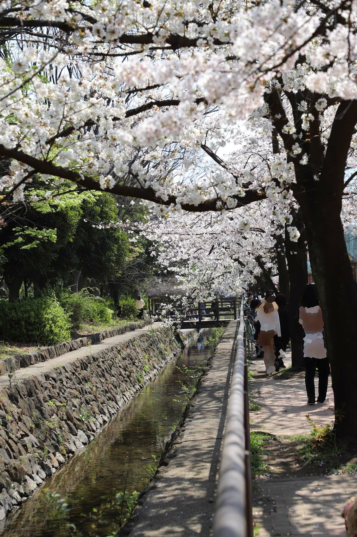 小川沿いの桜です。石垣と川の流れと桜のコントラストが見事です