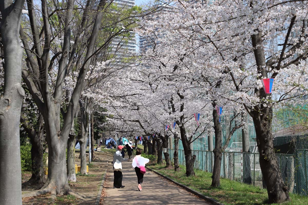 遊歩道を覆うように桜が咲いています