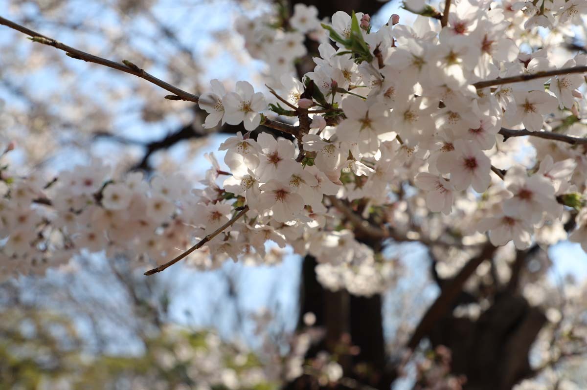 白い花が特徴的な桜