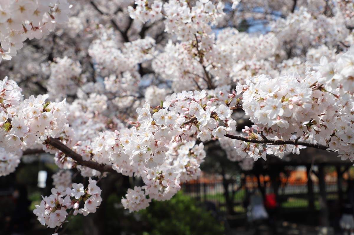 満開の桜を見ると心がいやされます