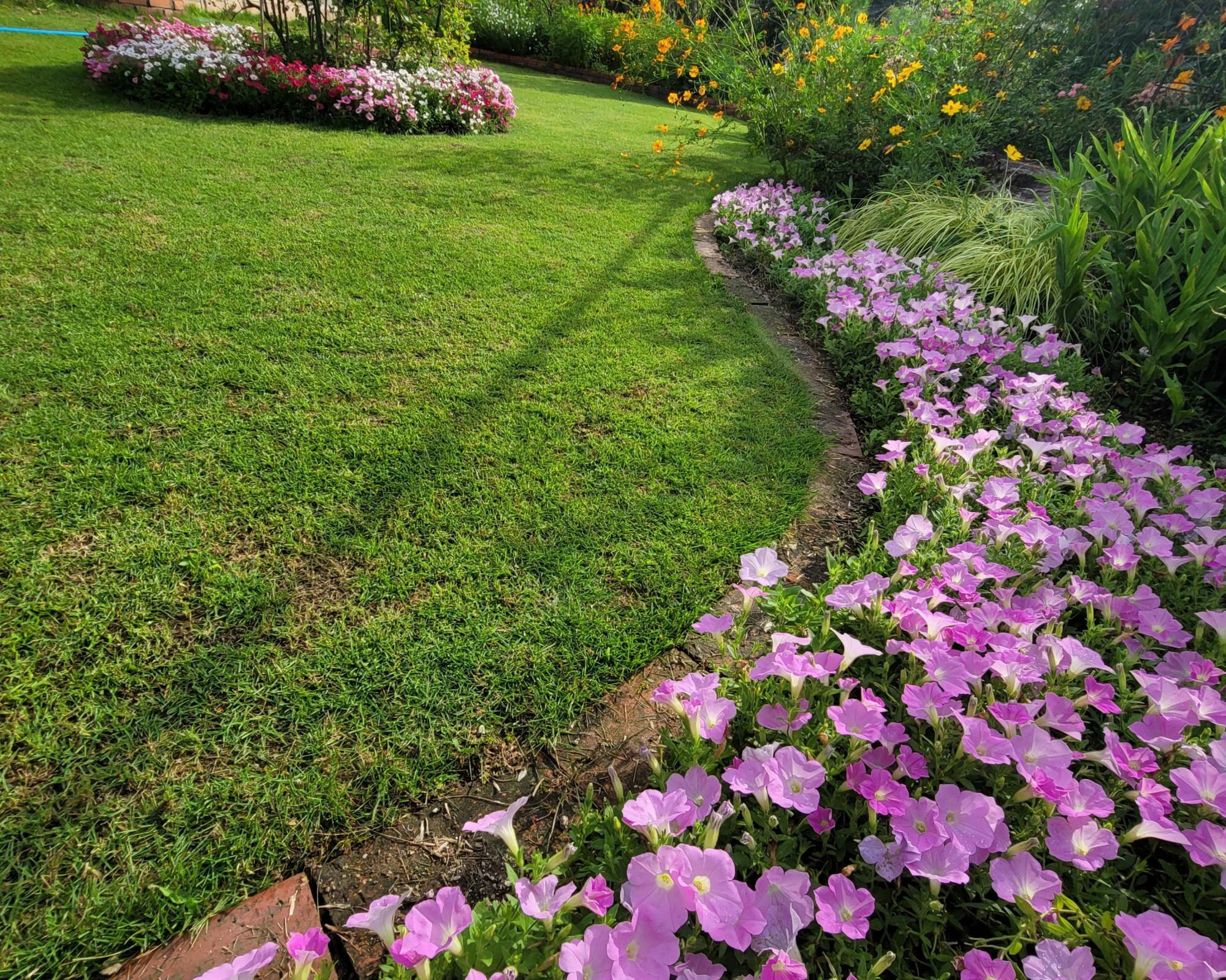 平面花壇のペチュニアと芝生