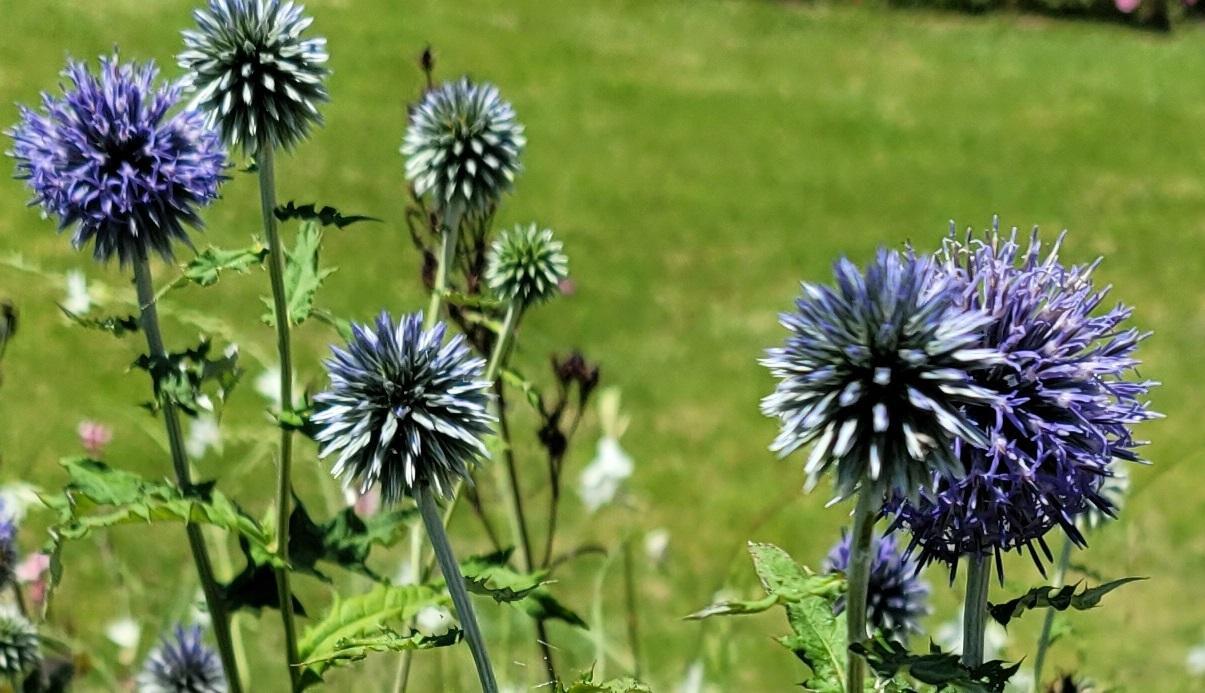 植えっぱなしでルリタマアザミ（エキノプス）の我が家の庭咲く庭